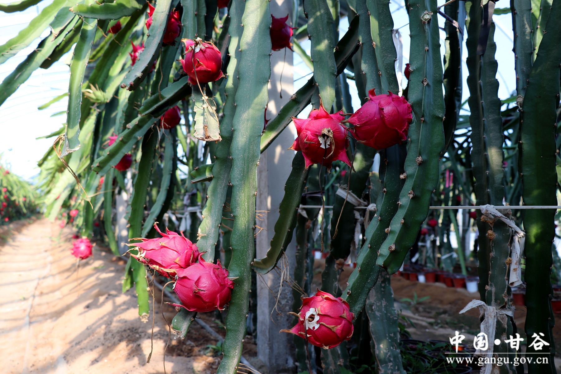 IMG_7870_副本 IMG_7870_副本