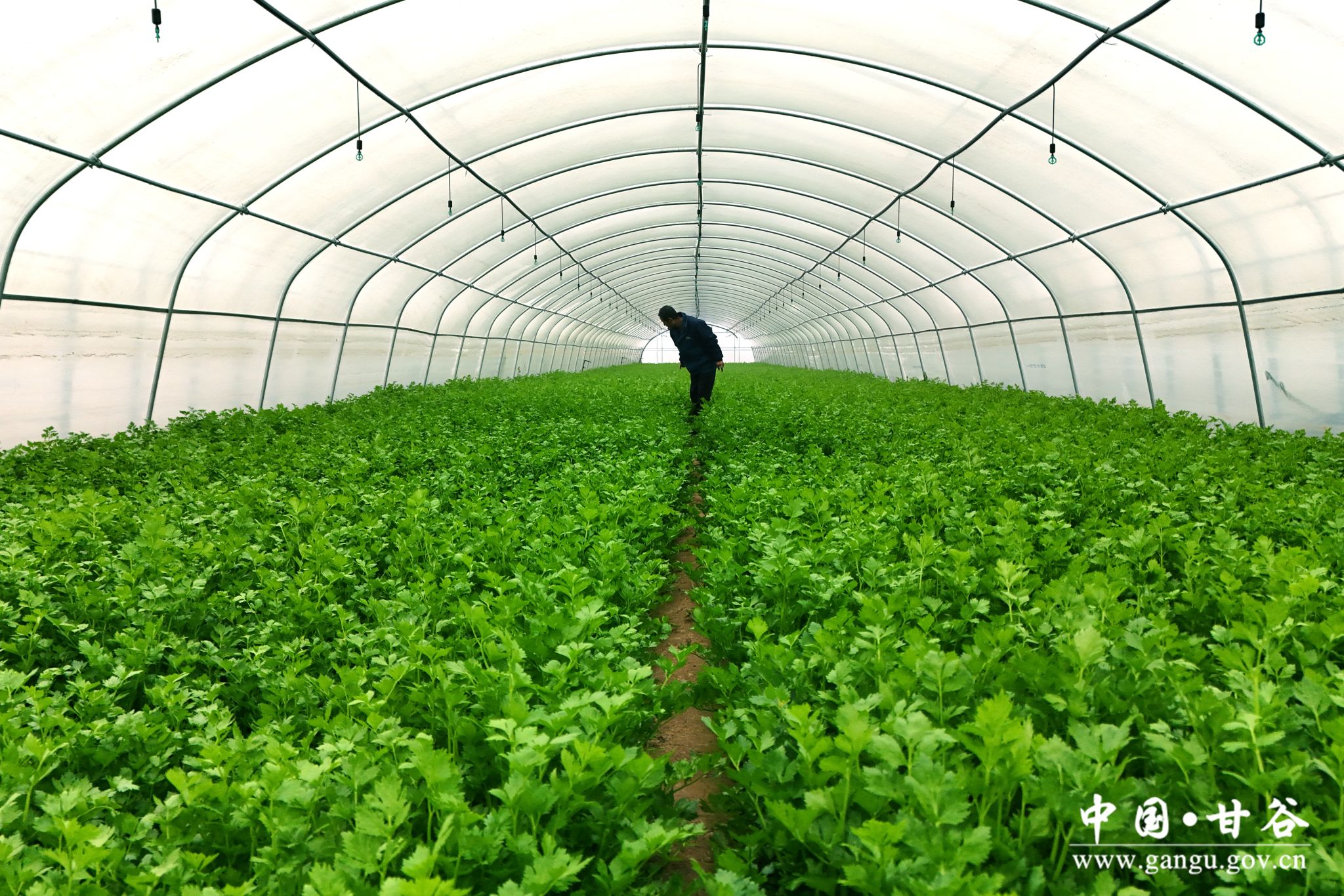 1735033227873088495.jpg 1735033227873088495.jpg