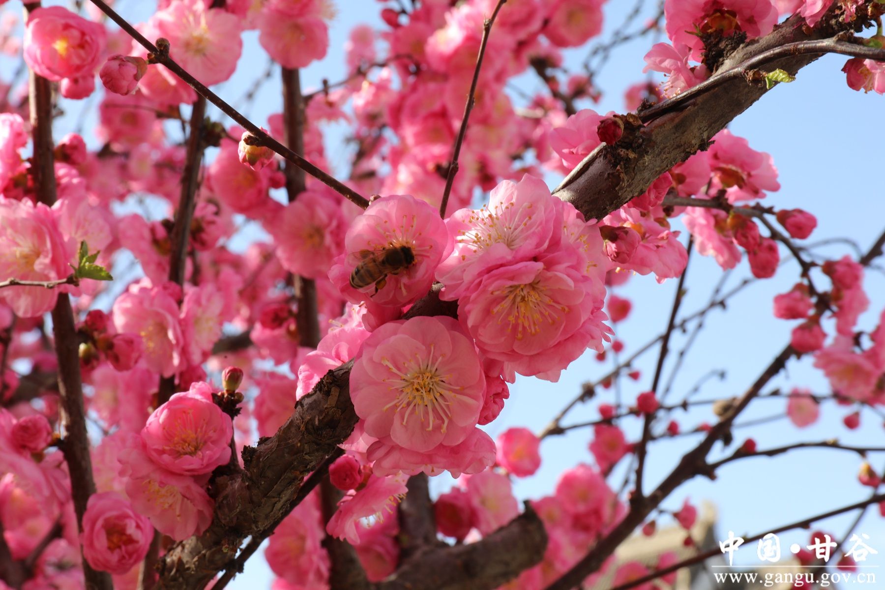 微信图片_20250408152754_副本 微信图片_20250408152754_副本