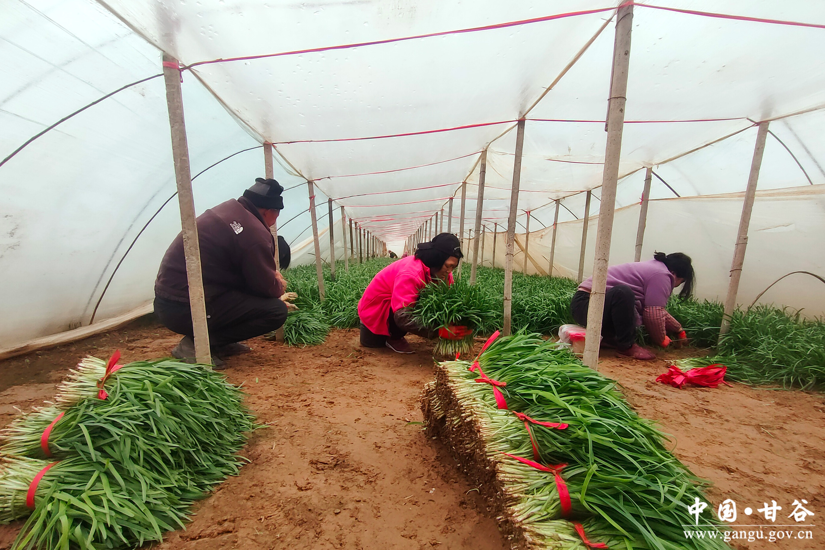 1737334519405068628.jpg 1737334519405068628.jpg