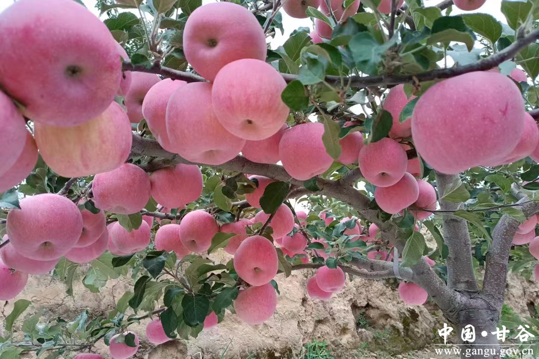 微信图片_20241009100213 微信图片_20241009100213