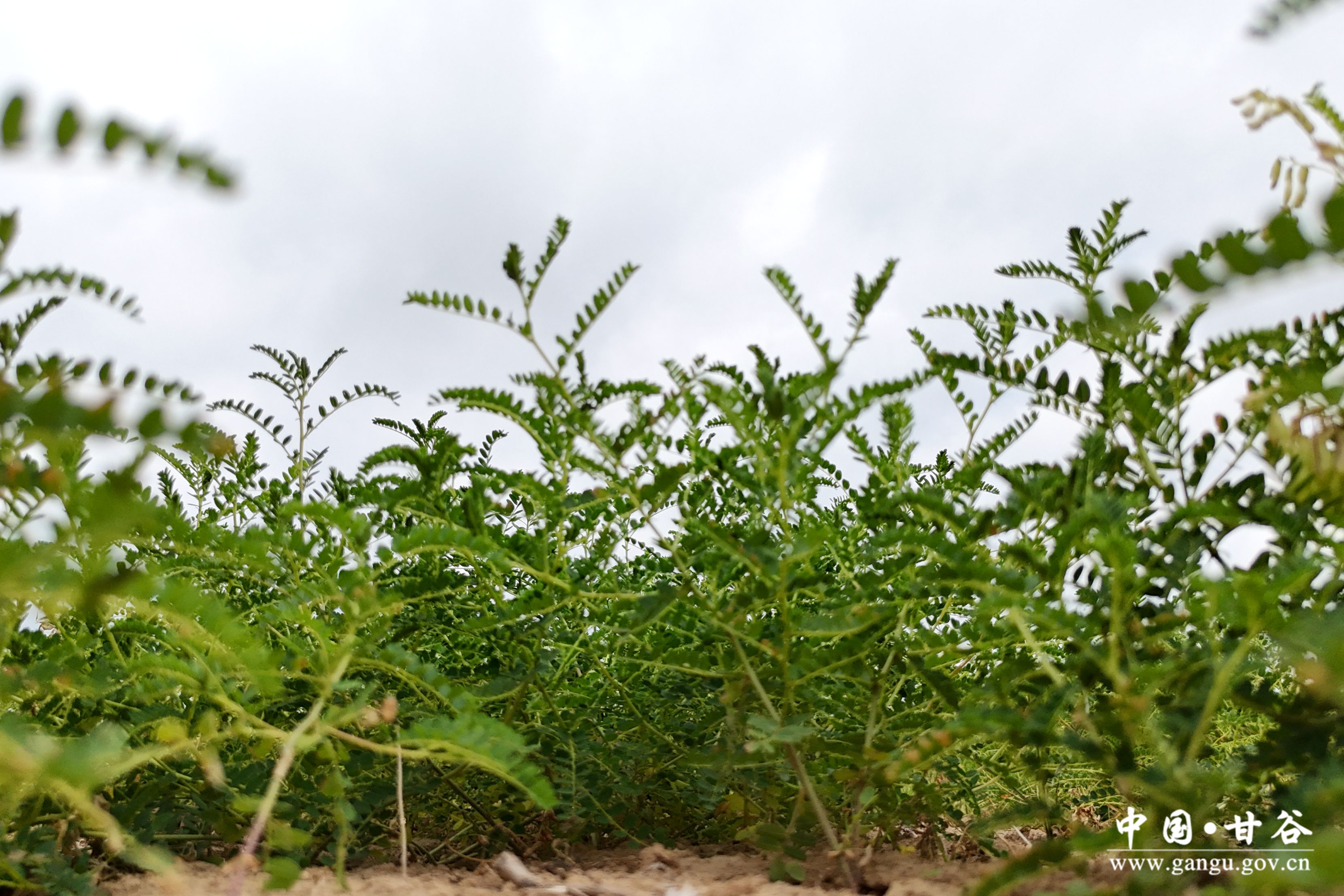 1719537538551086154.jpg 1719537538551086154.jpg