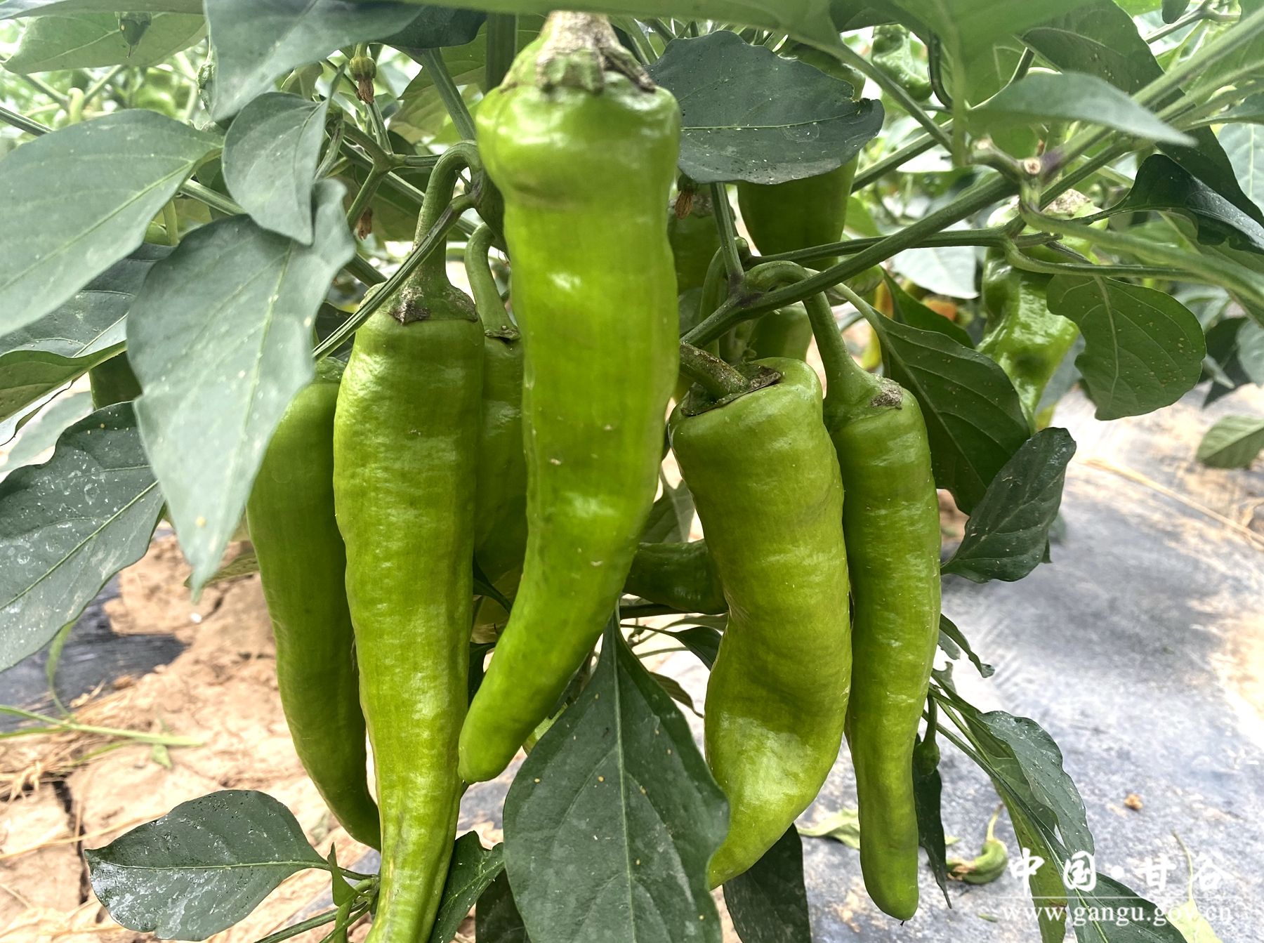 27cea380a1e82d2467451d3dfa8a113 27cea380a1e82d2467451d3dfa8a113