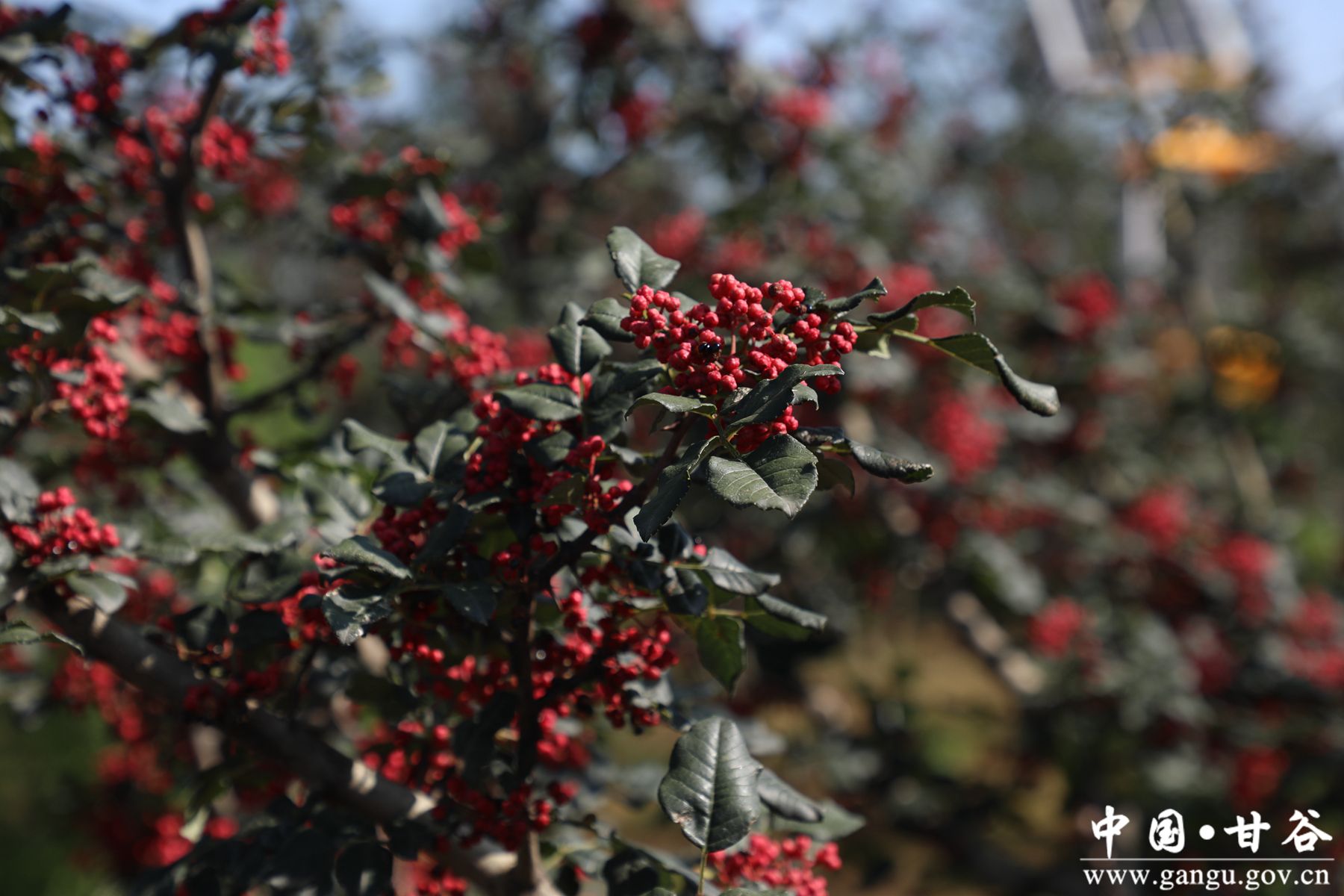 926A3421_副本 926A3421_副本