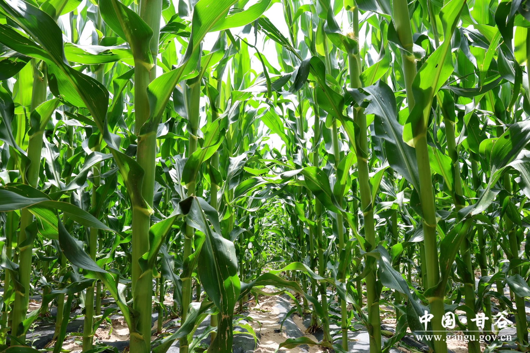 443324062349a1903a619a3238ec034 443324062349a1903a619a3238ec034