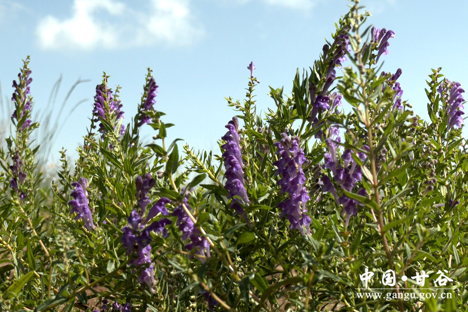 1720429035743088338.png 1720429035743088338.png