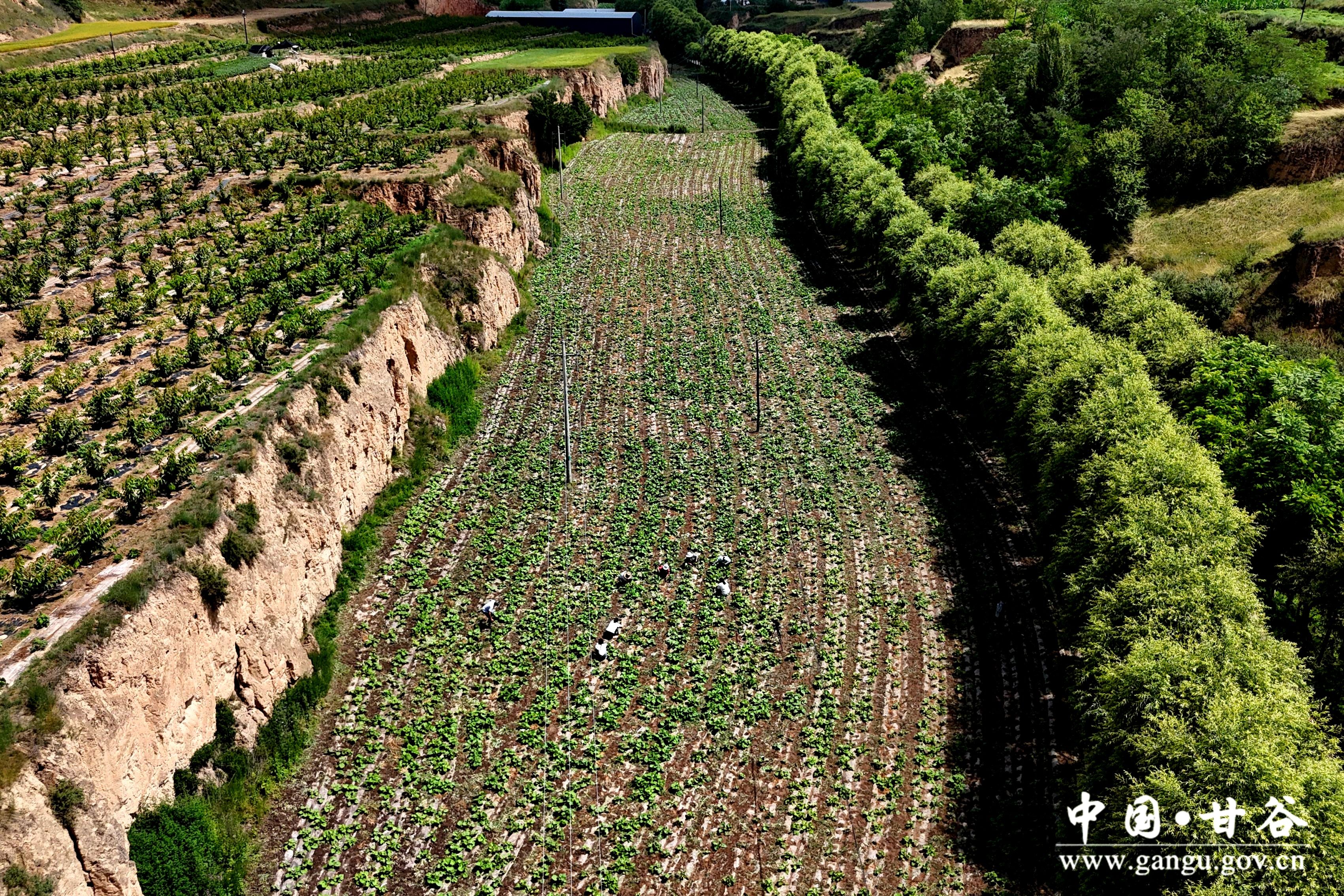 1720428451134071851.jpg 1720428451134071851.jpg