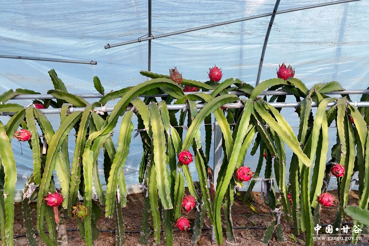 1763519404014068780.jpg 1763519404014068780.jpg