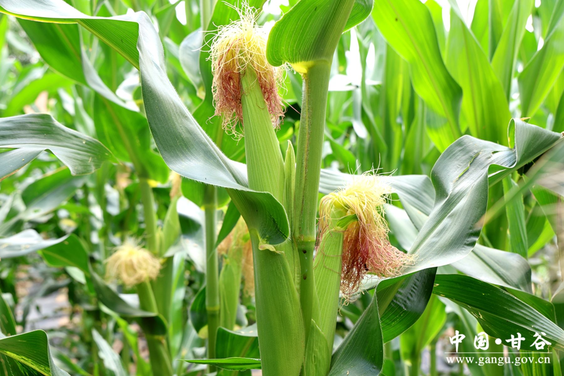 1cad5f8ea6ac86f49c800febf90ce93 1cad5f8ea6ac86f49c800febf90ce93