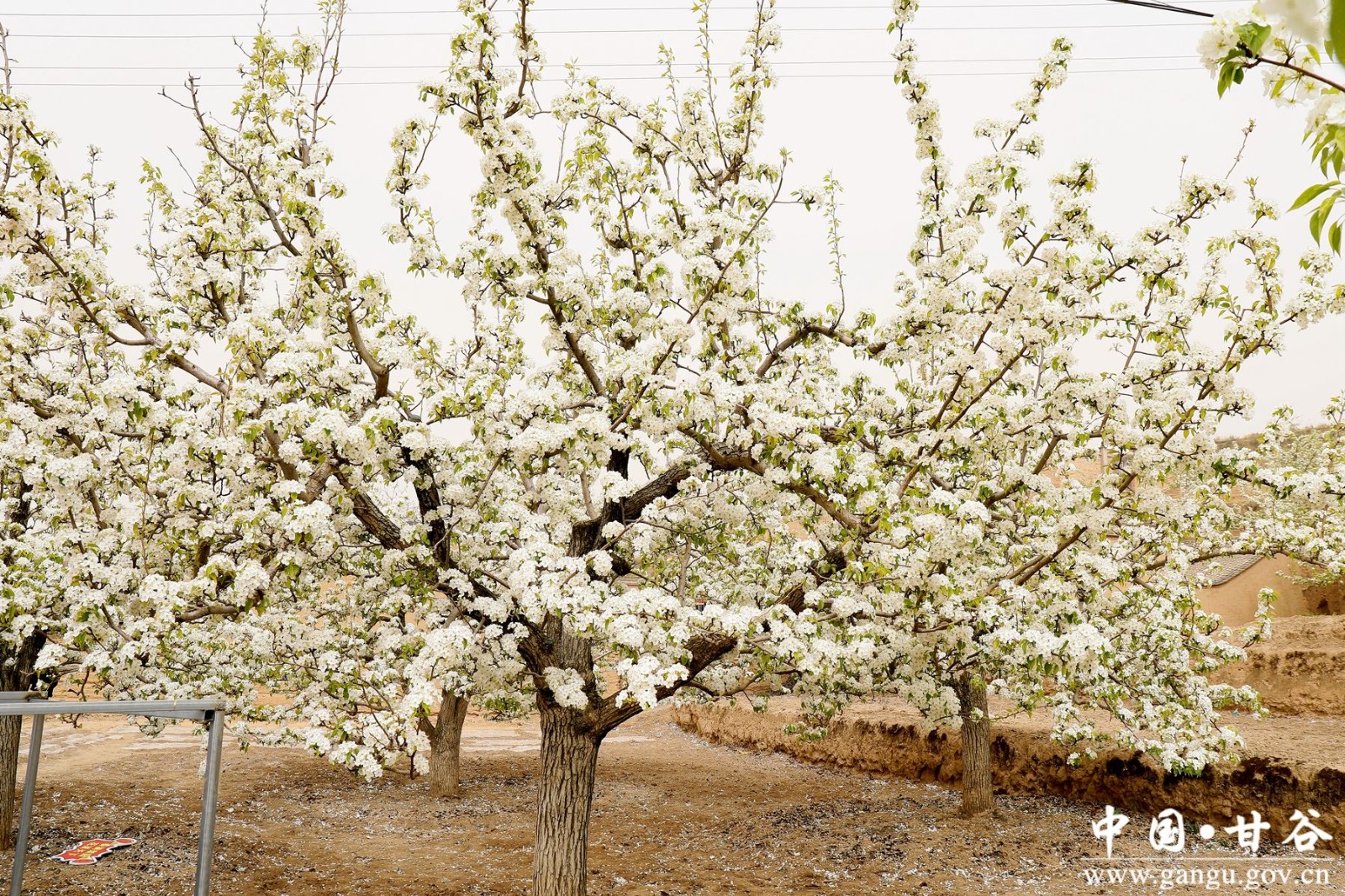 _MG_2069_副本_副本