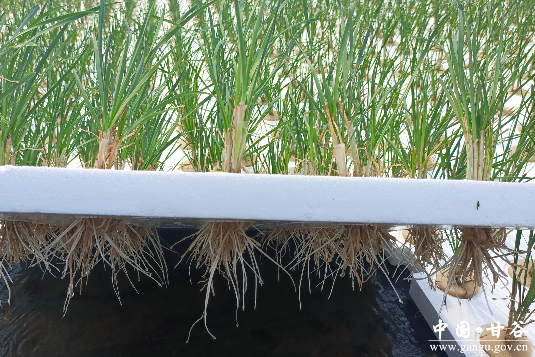 微信图片_20250718092628 微信图片_20250718092628