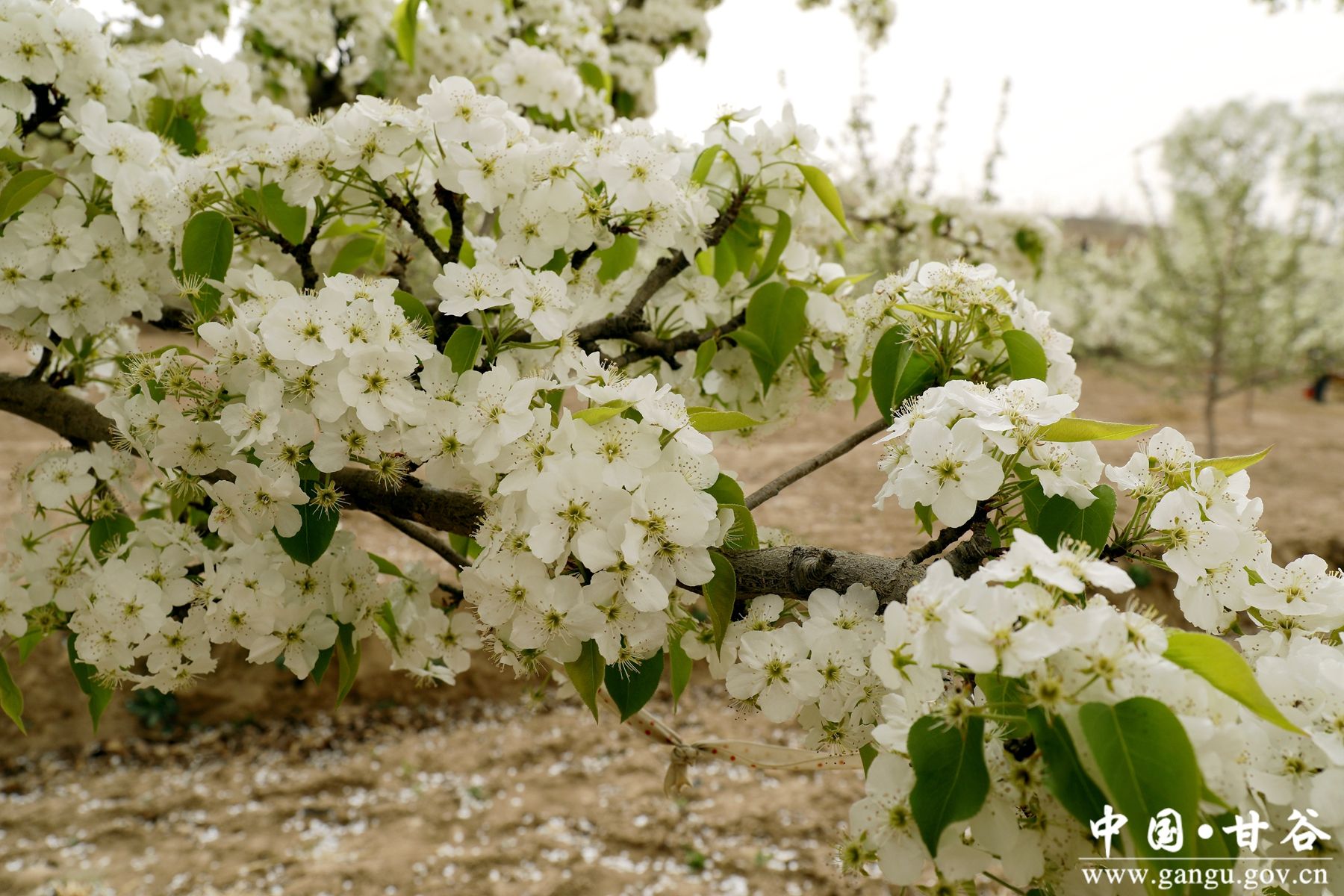 _MG_2095_副本_副本