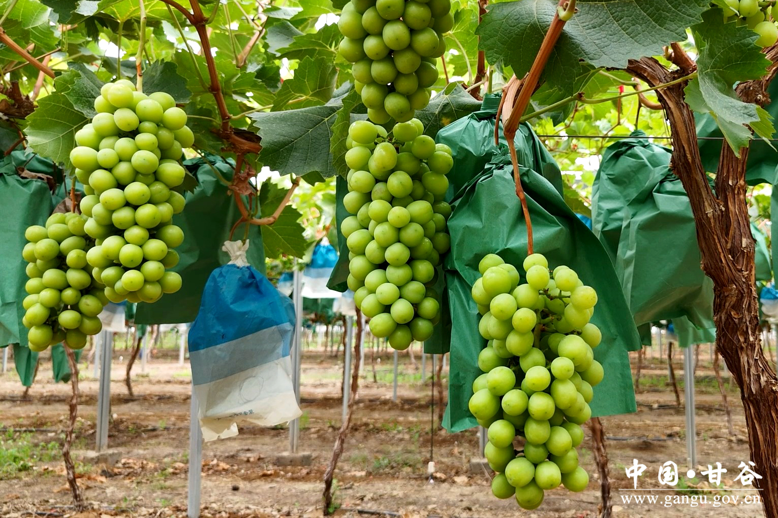 1757036693172058278.jpg 1757036693172058278.jpg