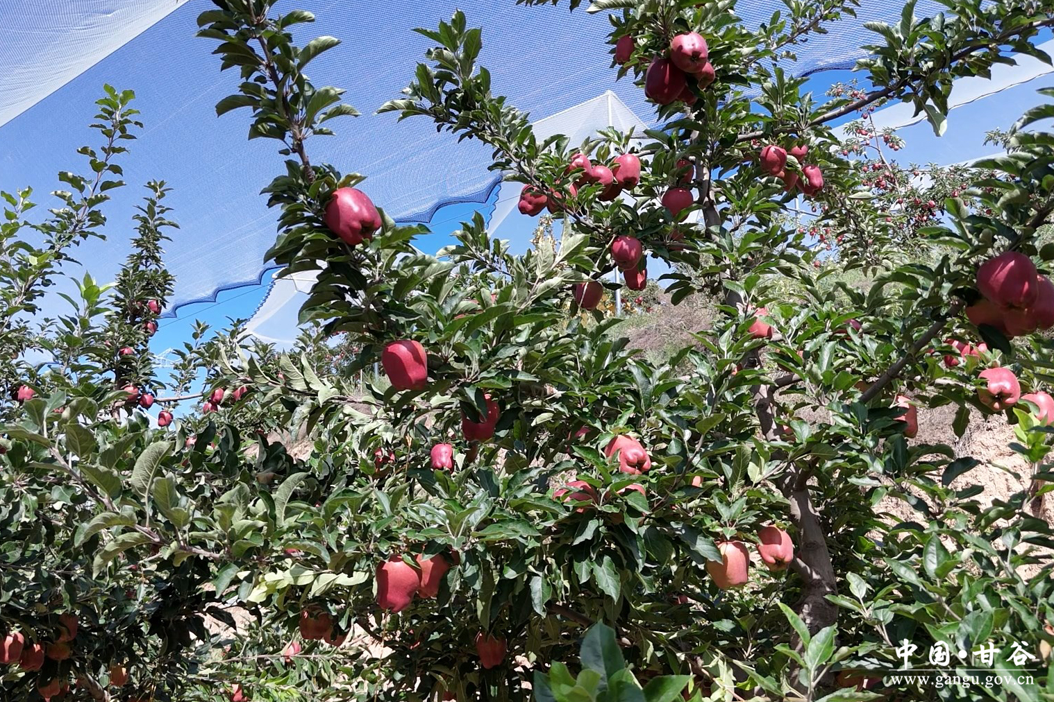 1755074500286035529.jpg 1755074500286035529.jpg