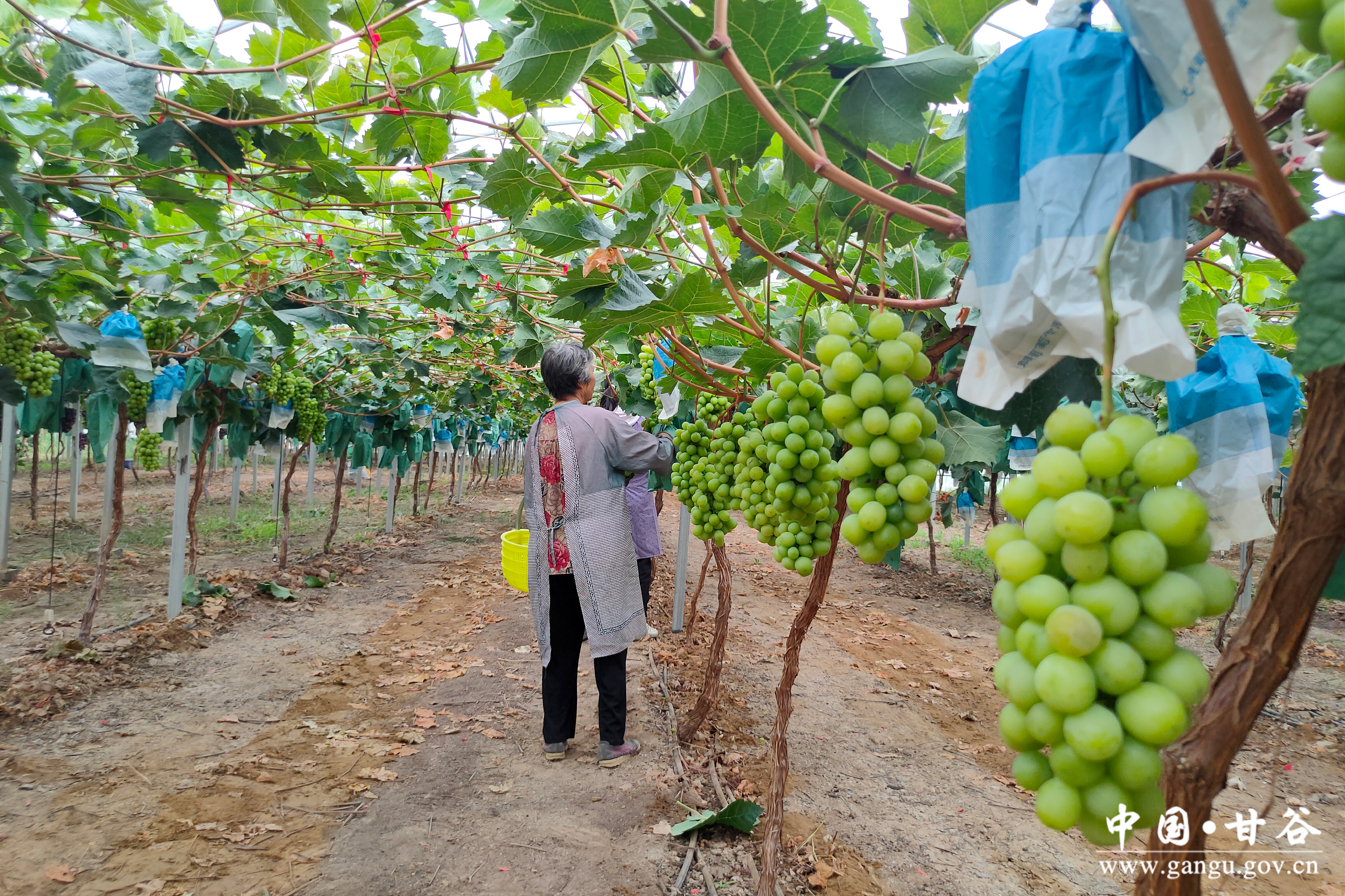 1757036705656033465.jpg 1757036705656033465.jpg