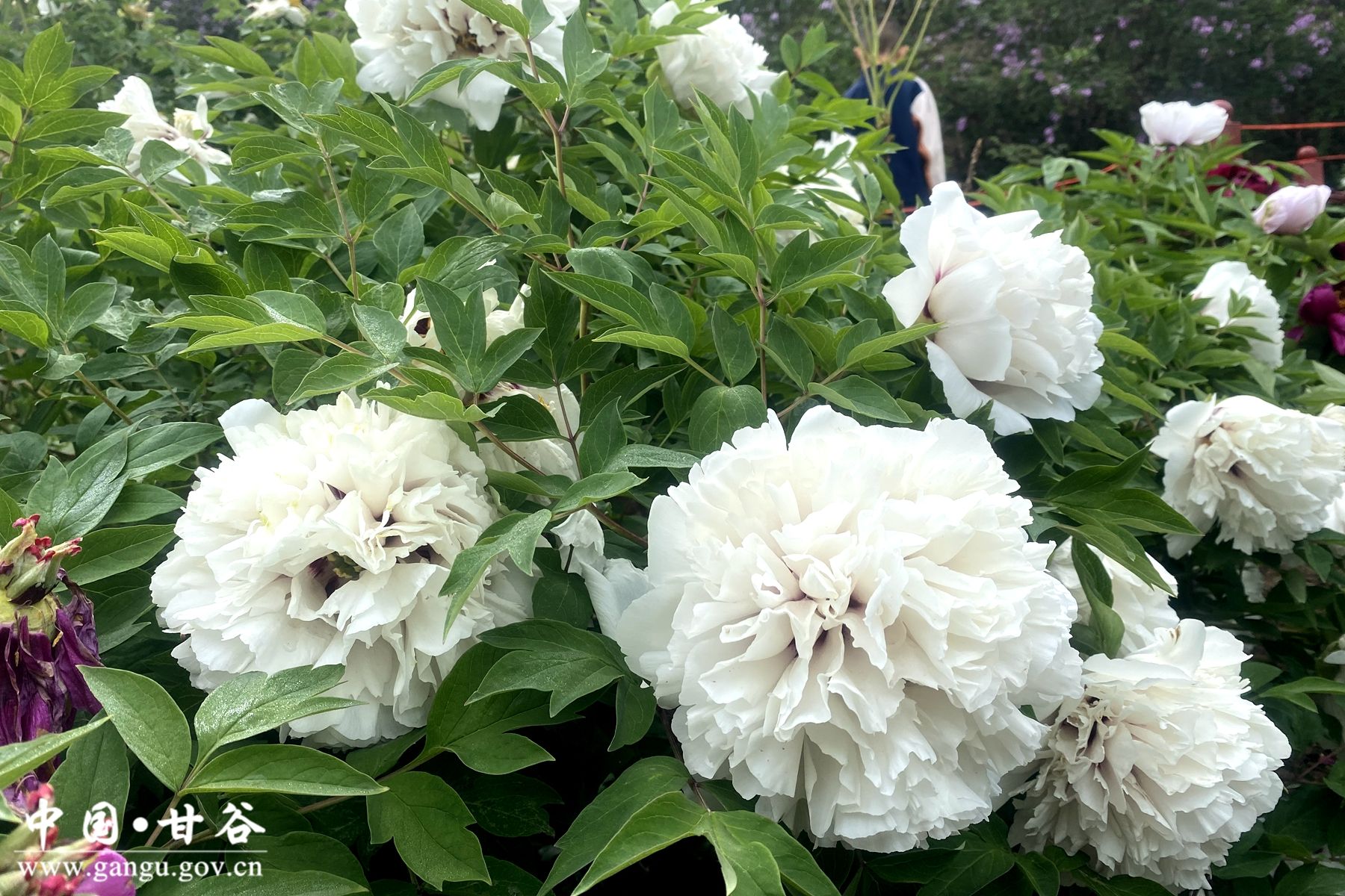 c93996a7d59090f238b45d90d3267ea c93996a7d59090f238b45d90d3267ea