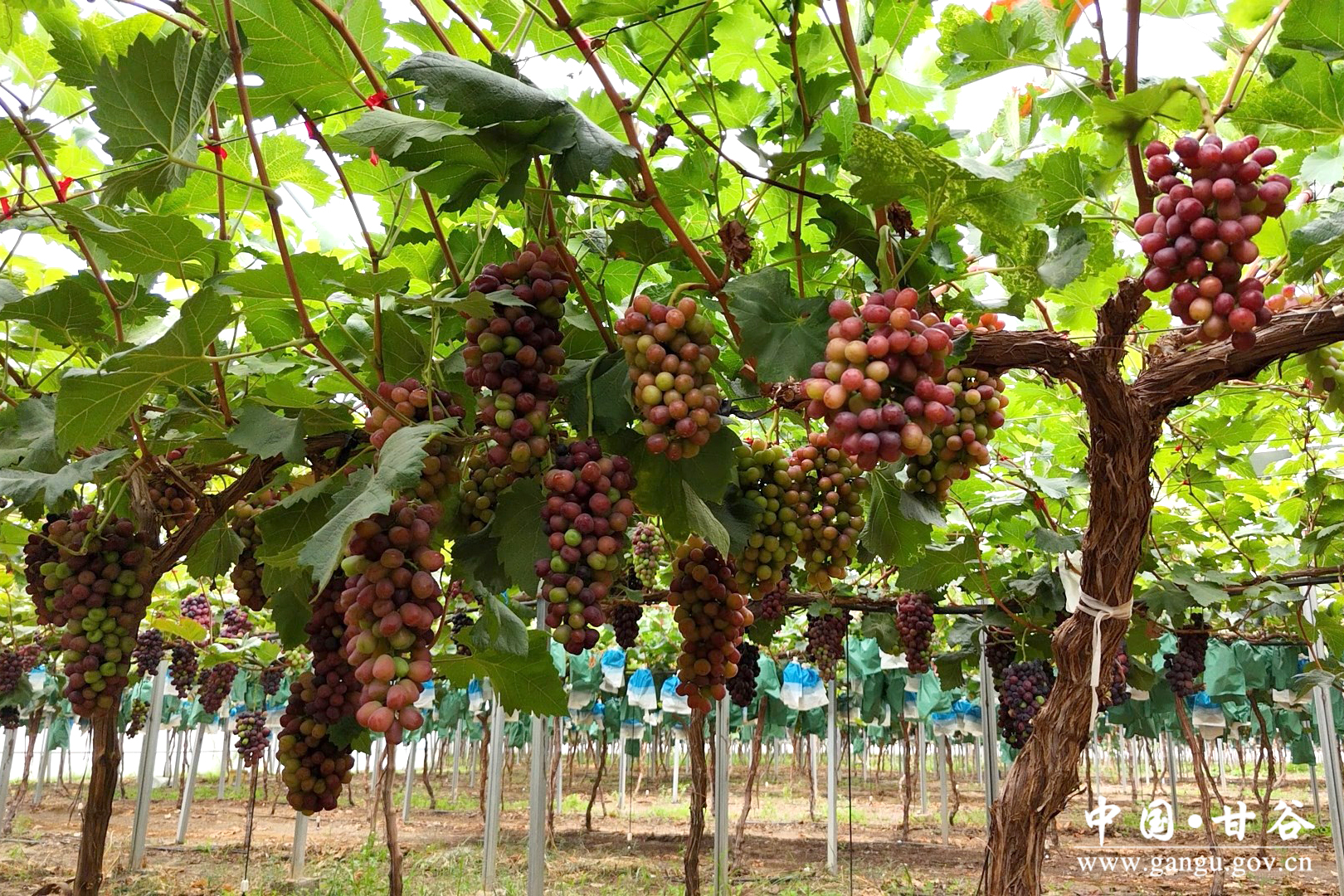 1757036713215016759.jpg 1757036713215016759.jpg