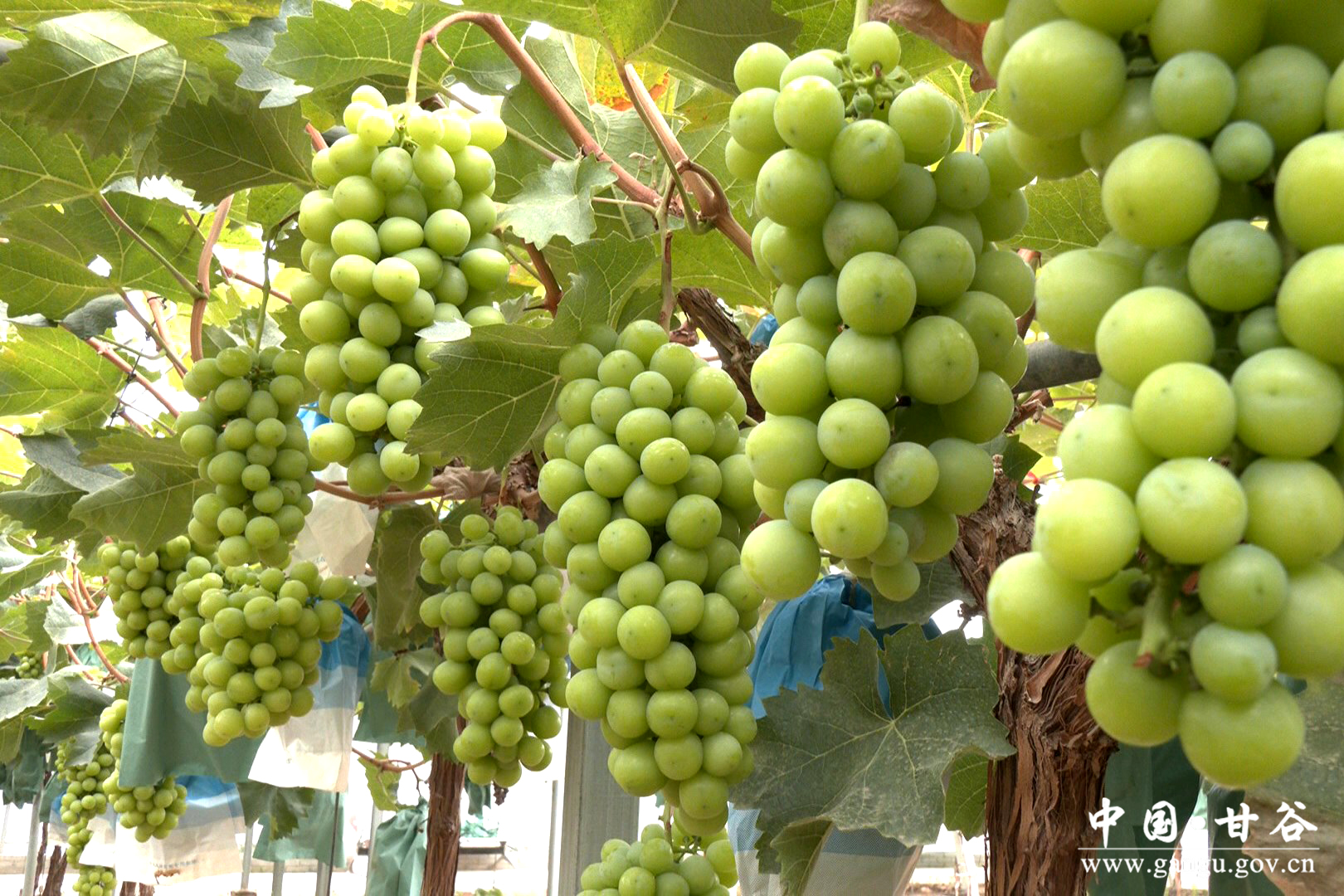 1757036729270064987.jpg 1757036729270064987.jpg