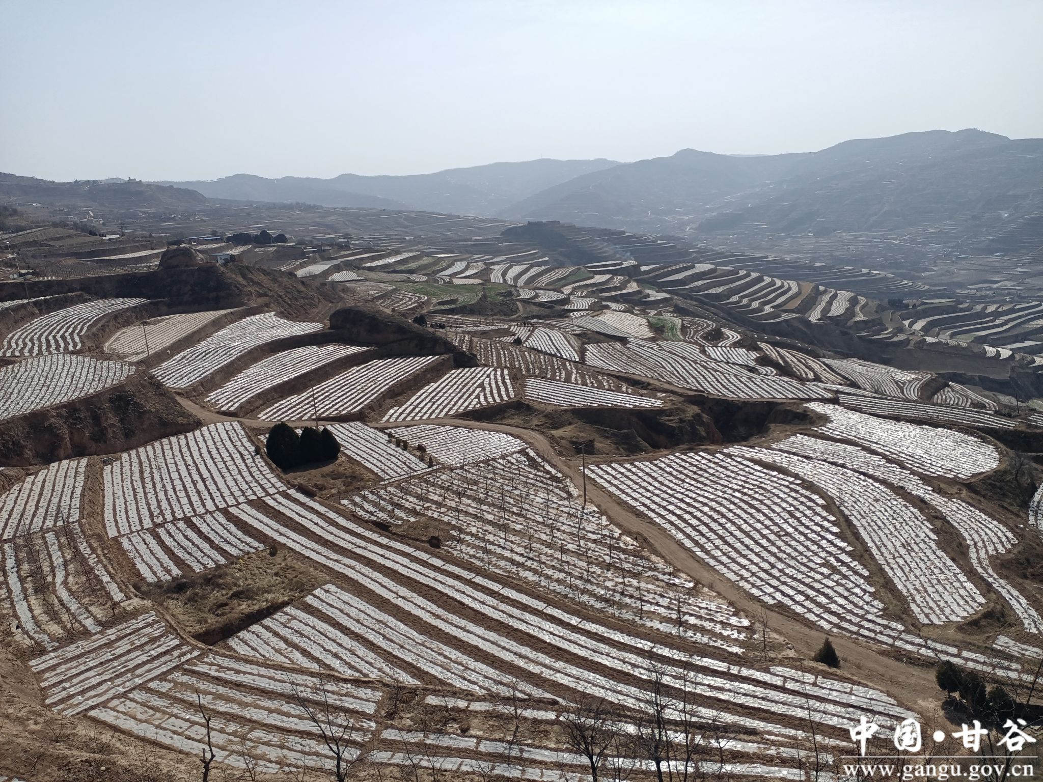 安远镇确保粮食安全生产,高质量完成春耕生产任务-甘谷县人民政府