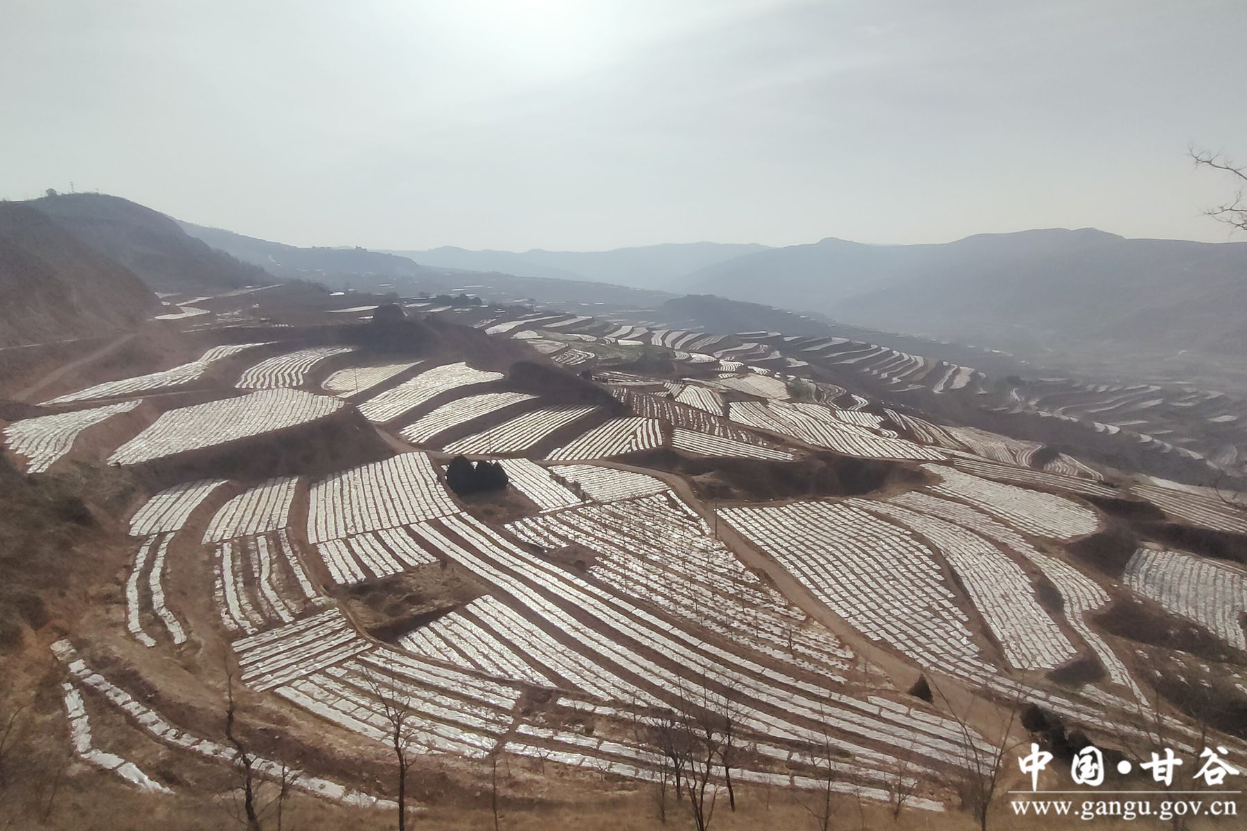 安远镇确保粮食安全生产,高质量完成春耕生产任务-甘谷县人民政府