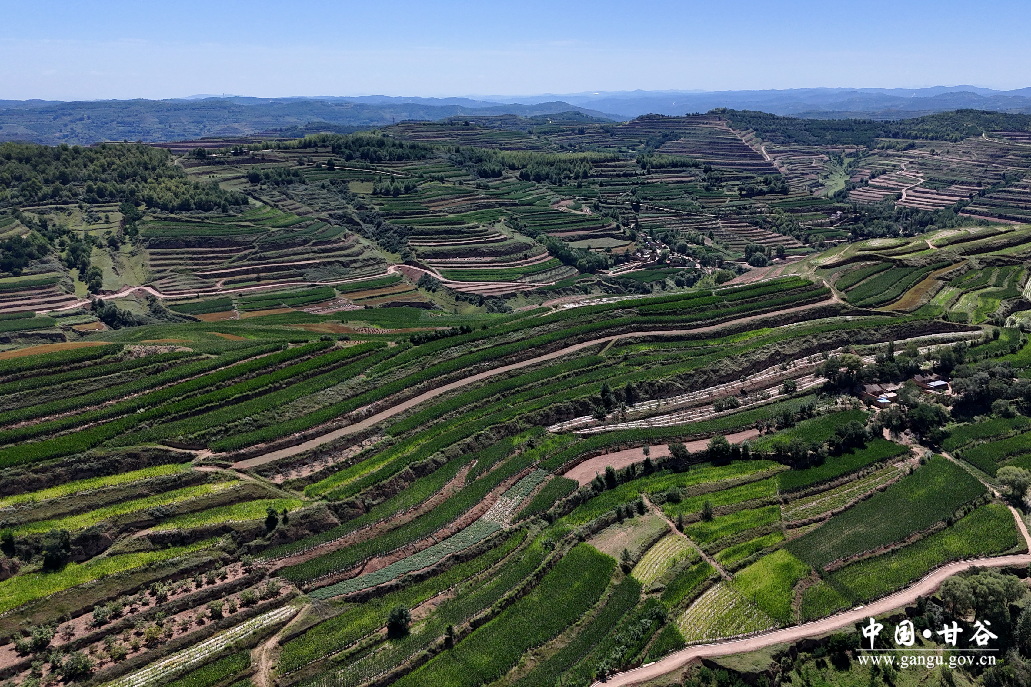 甘谷县大庄镇:万亩马铃薯花开正浓