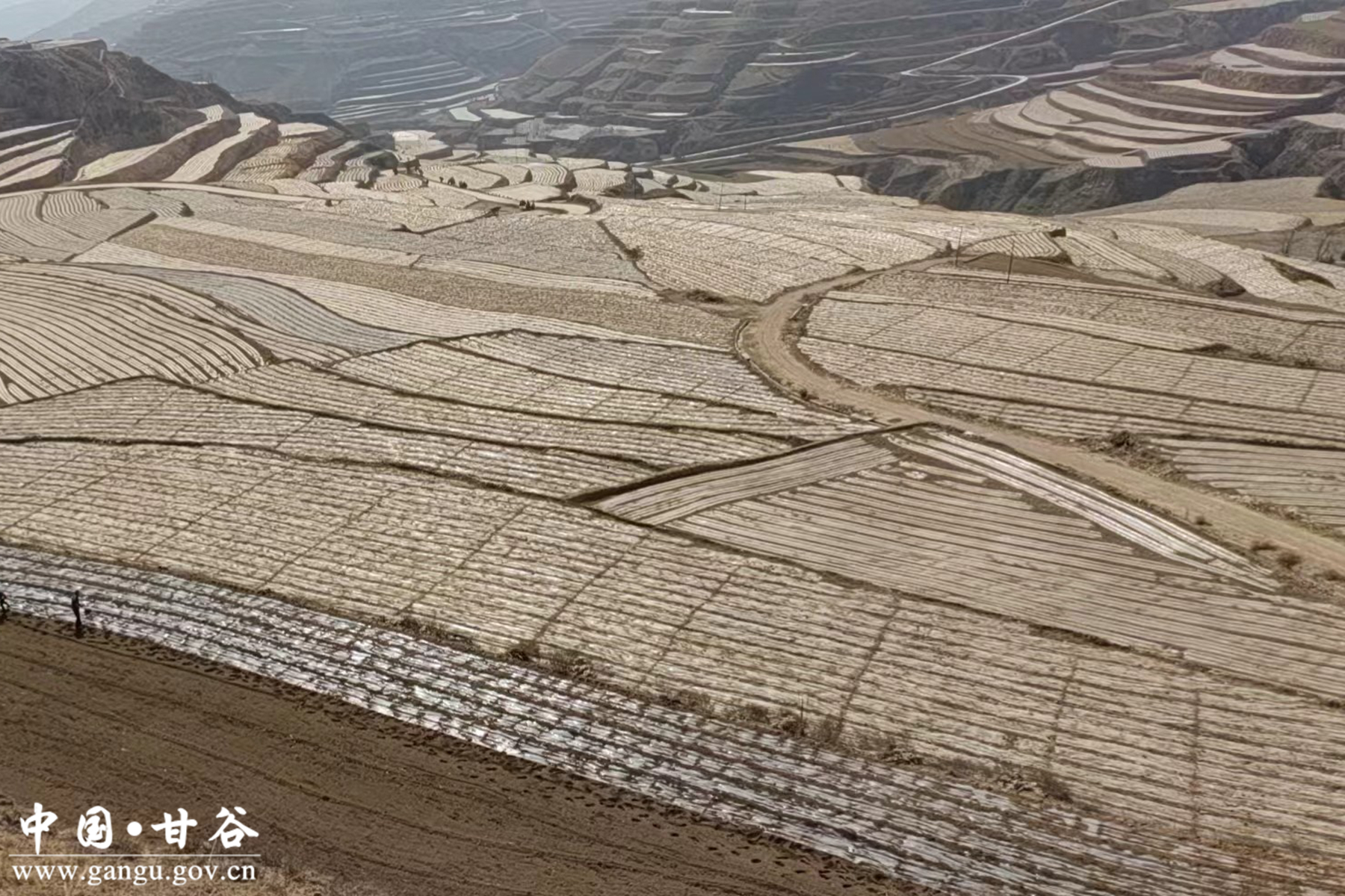 礼辛镇马坡村田间地头春潮动玉米铺膜正当时