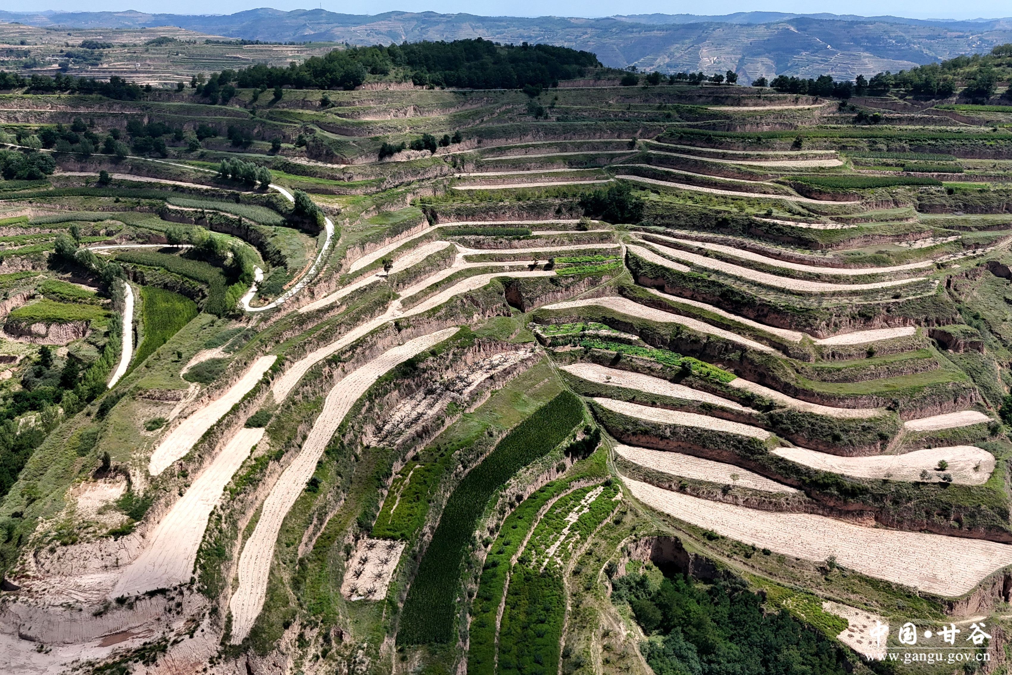 甘谷八里湾镇:"复合"与"错季"种植并举 助力农民增产增收-甘谷县人民