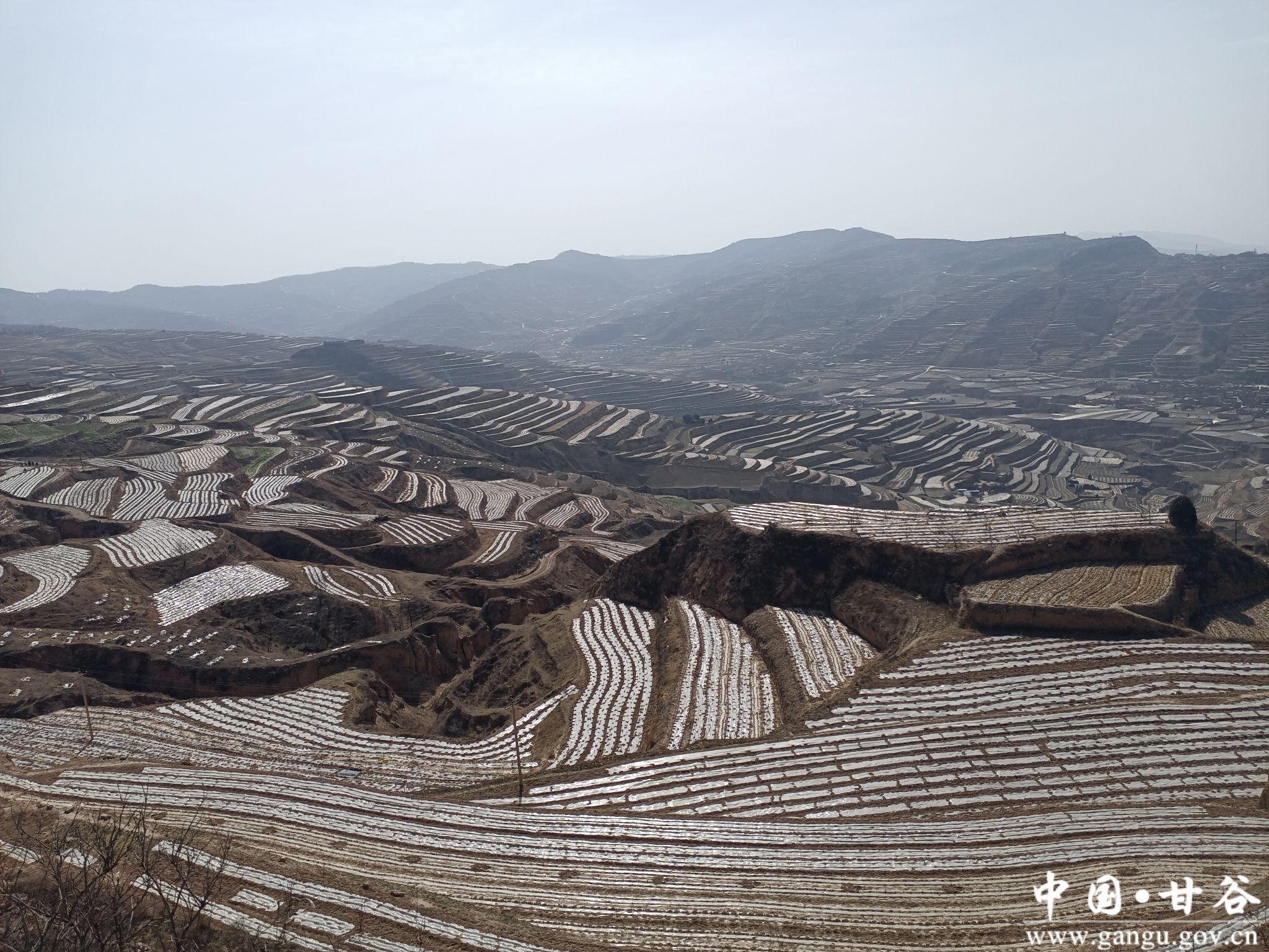 安远镇确保粮食安全生产,高质量完成春耕生产任务-甘谷县人民政府