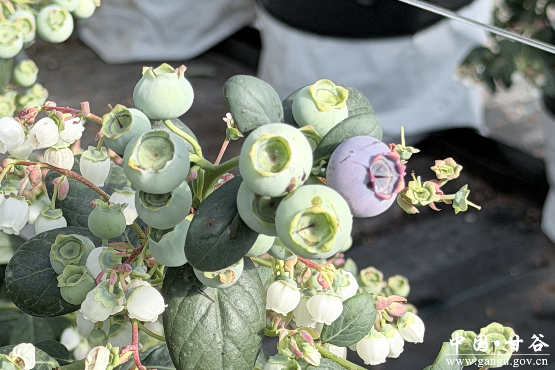 1.343_副本 1.343_副本