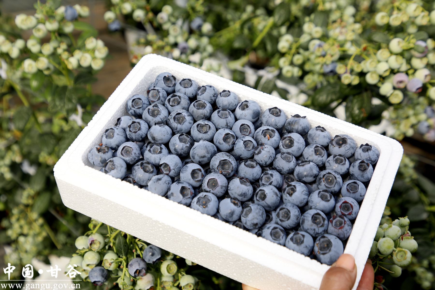 微信图片_20260211171552_276_64 微信图片_20260211171552_276_64