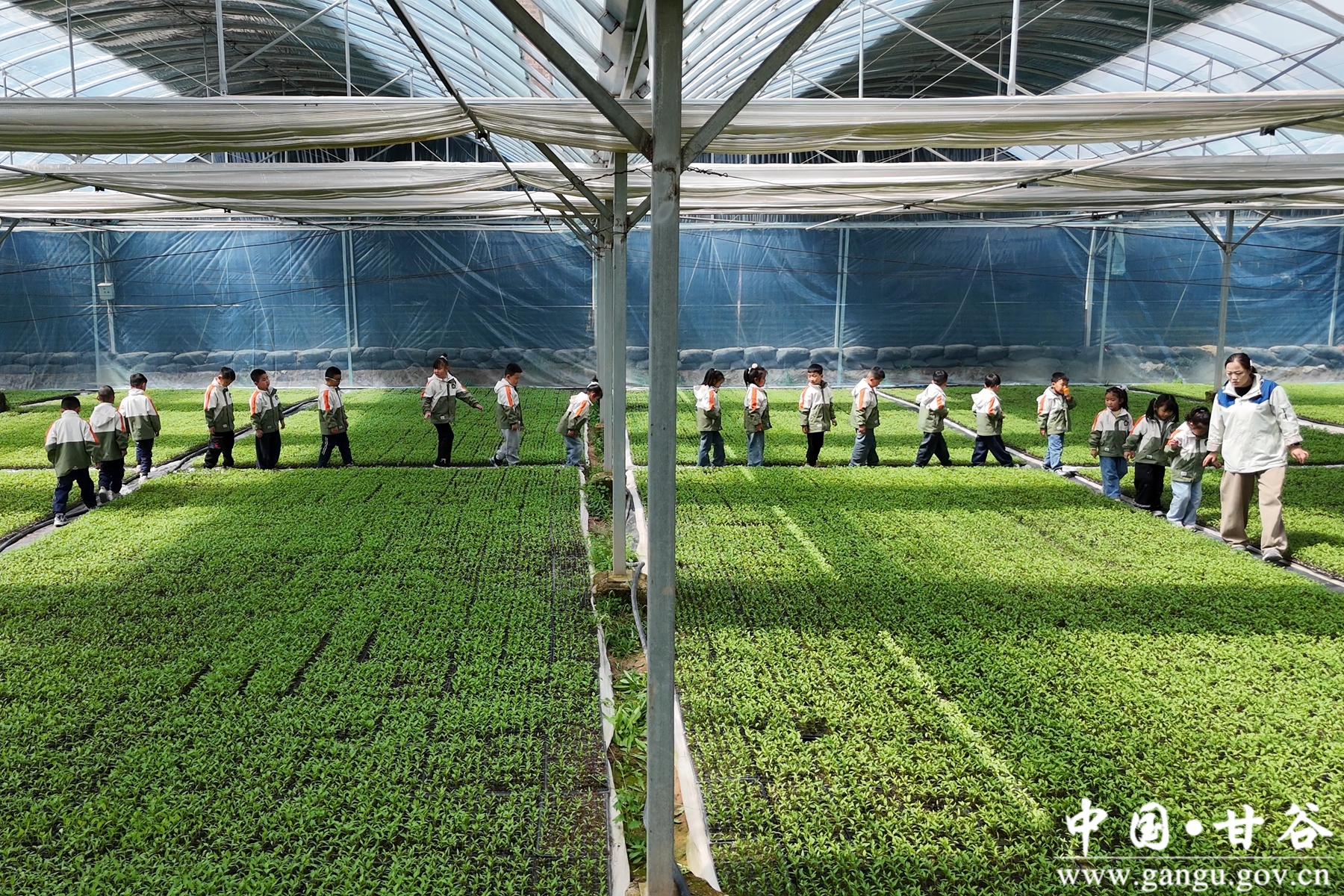 参观辣椒穴盘育苗 参观辣椒穴盘育苗