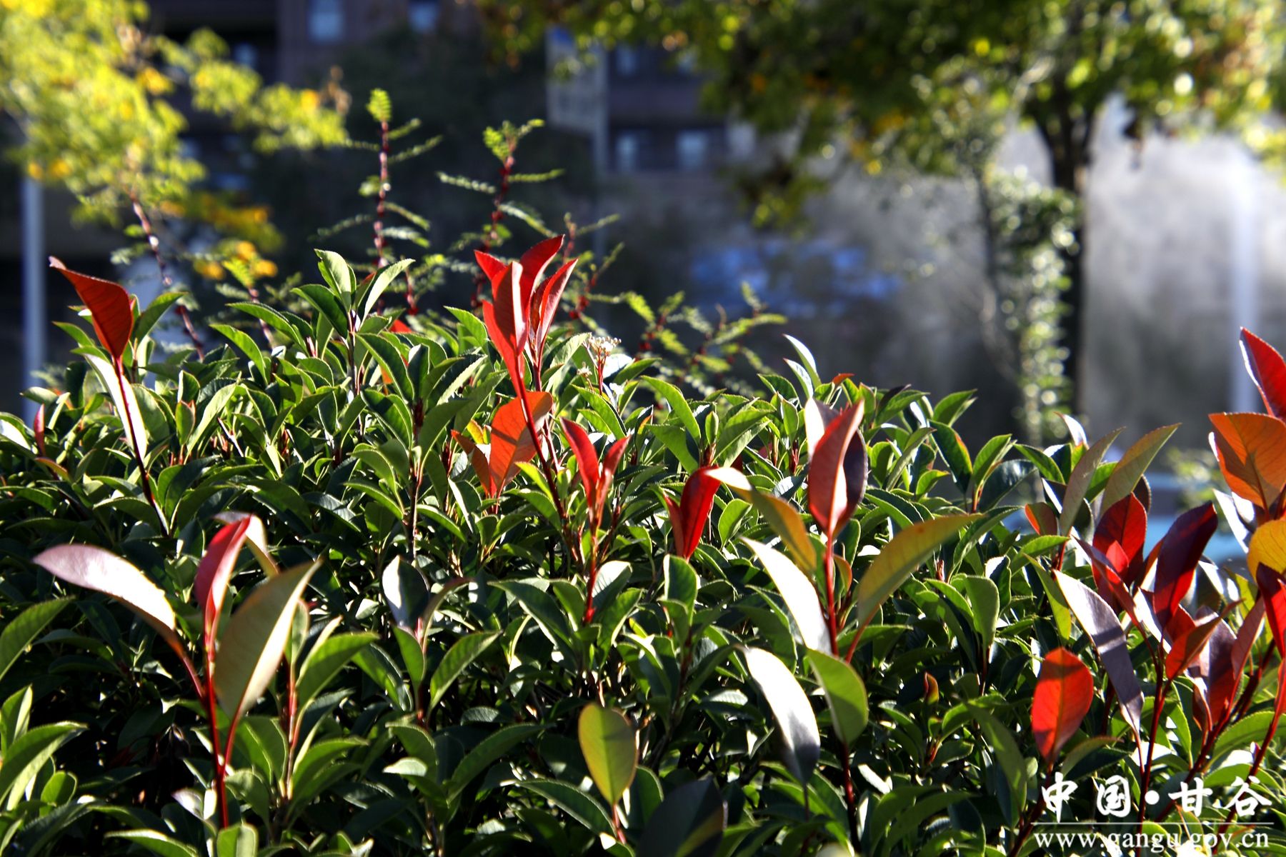 _MG_9192_副本_副本 _MG_9192_副本_副本