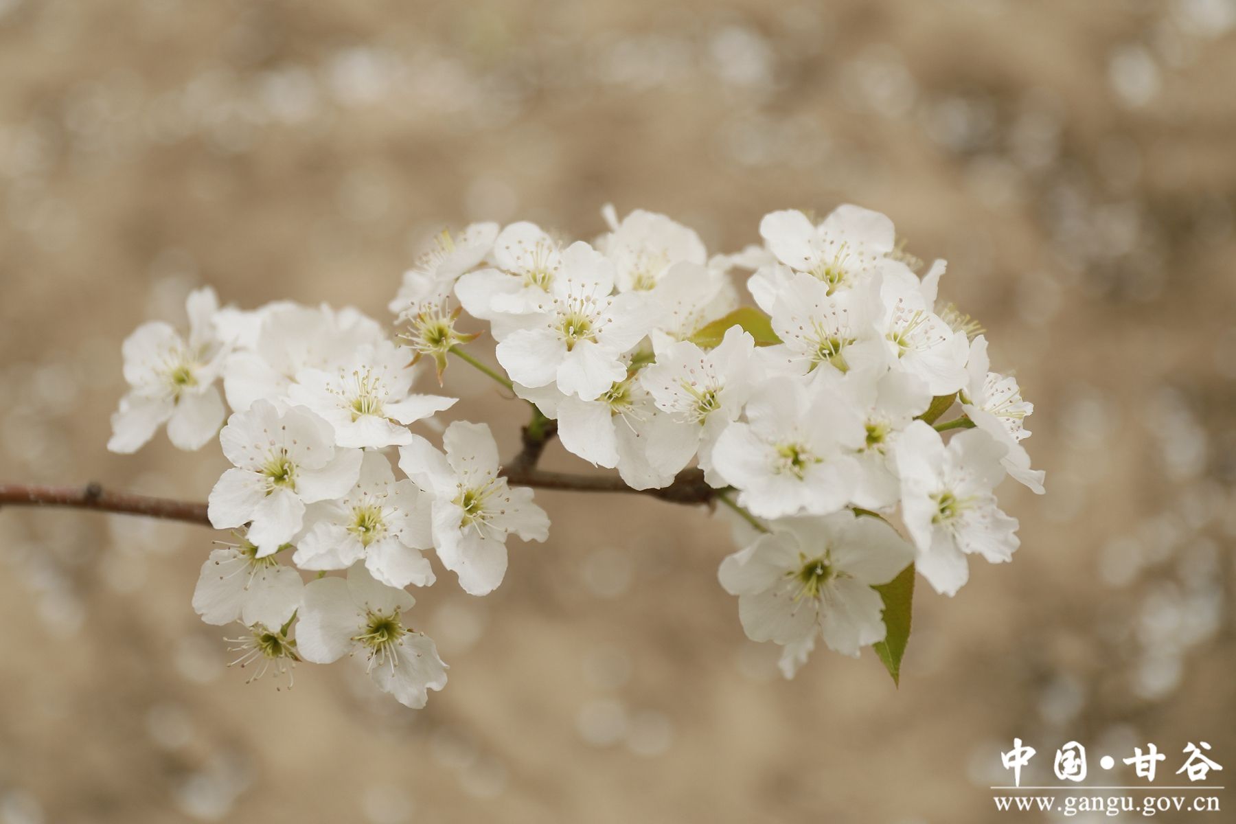 _MG_2231_副本_副本