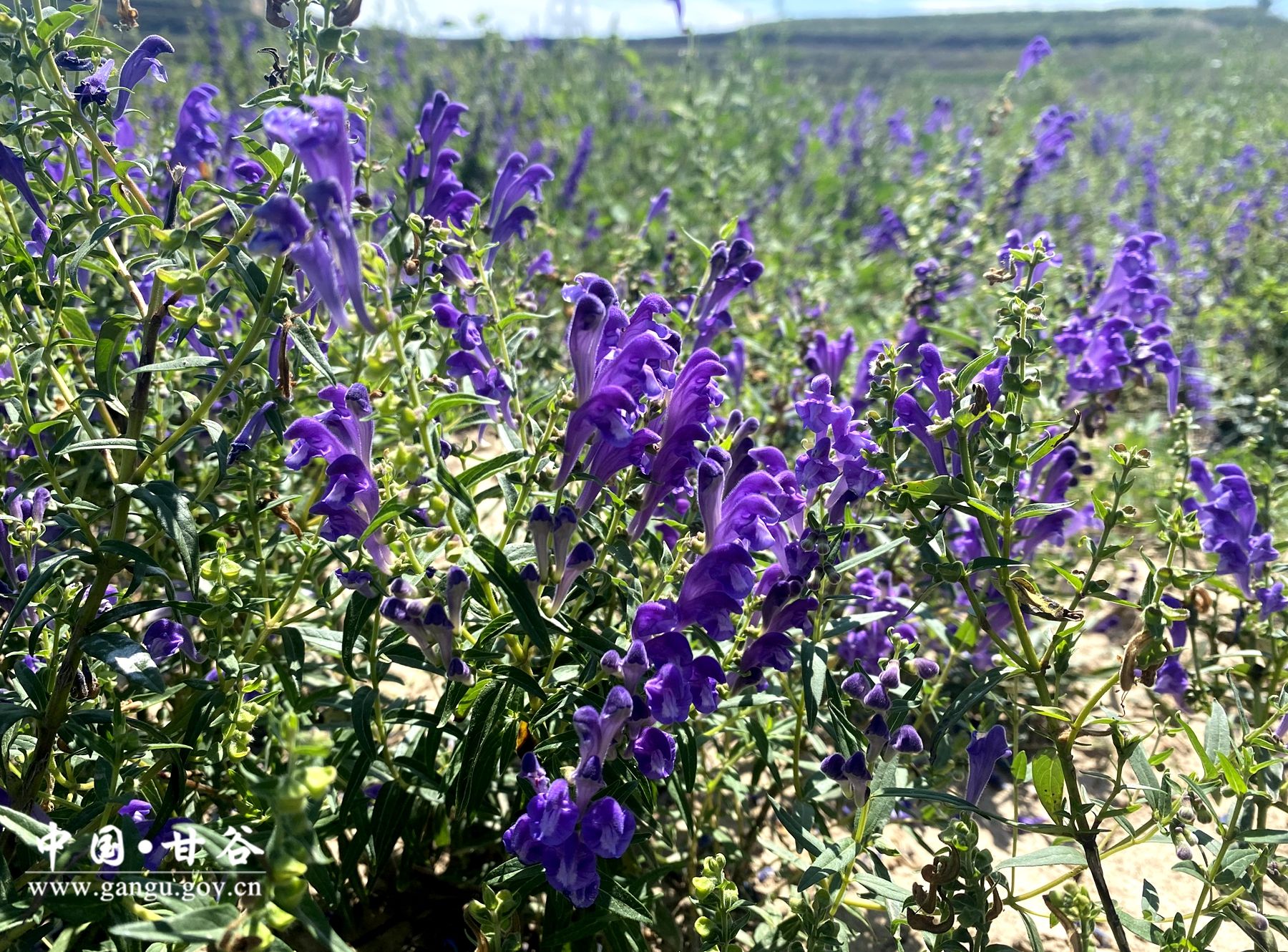 c92e386ef4a1aa1f82d5351b7fdf837 c92e386ef4a1aa1f82d5351b7fdf837