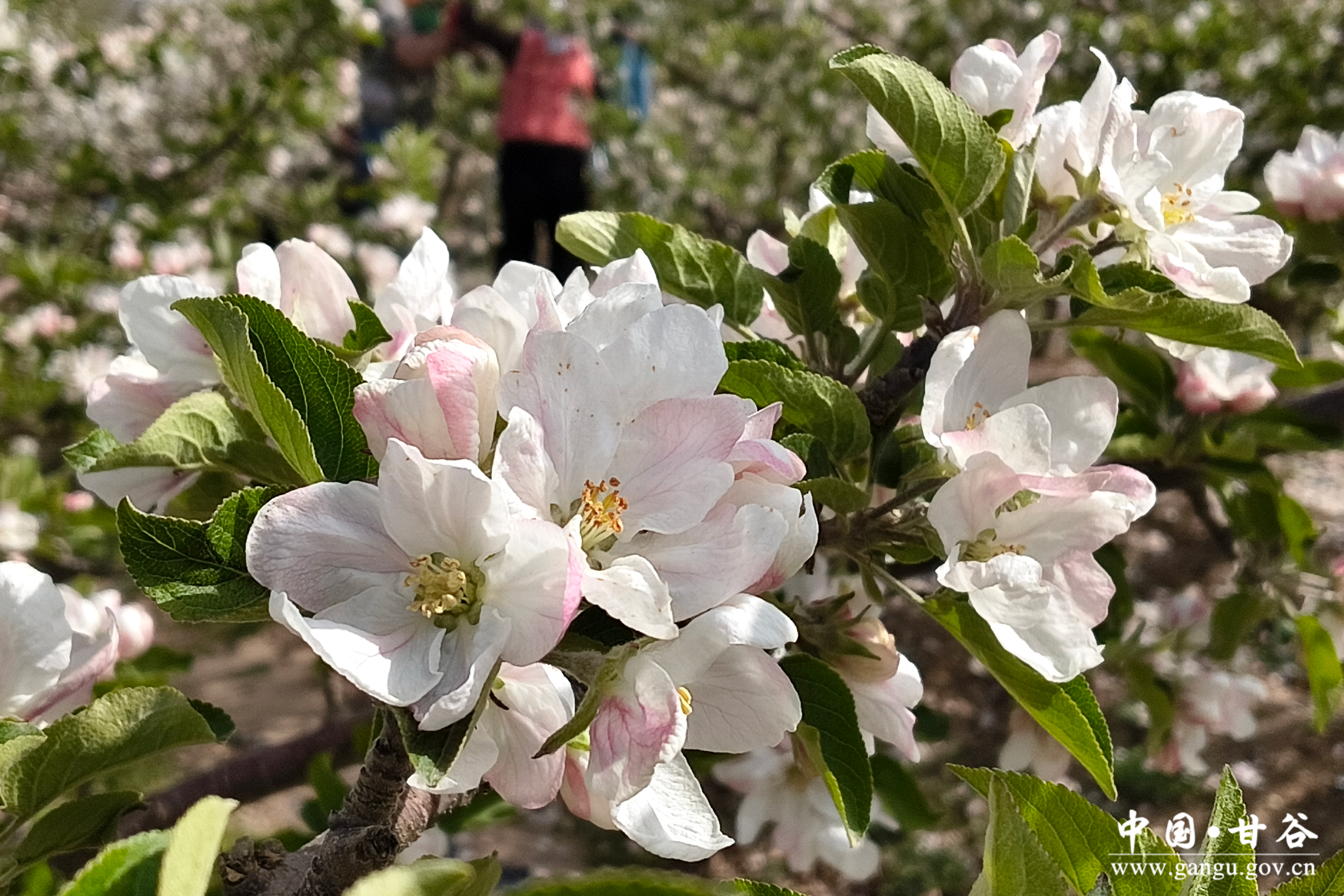 1776911489100054121.jpg 1776911489100054121.jpg