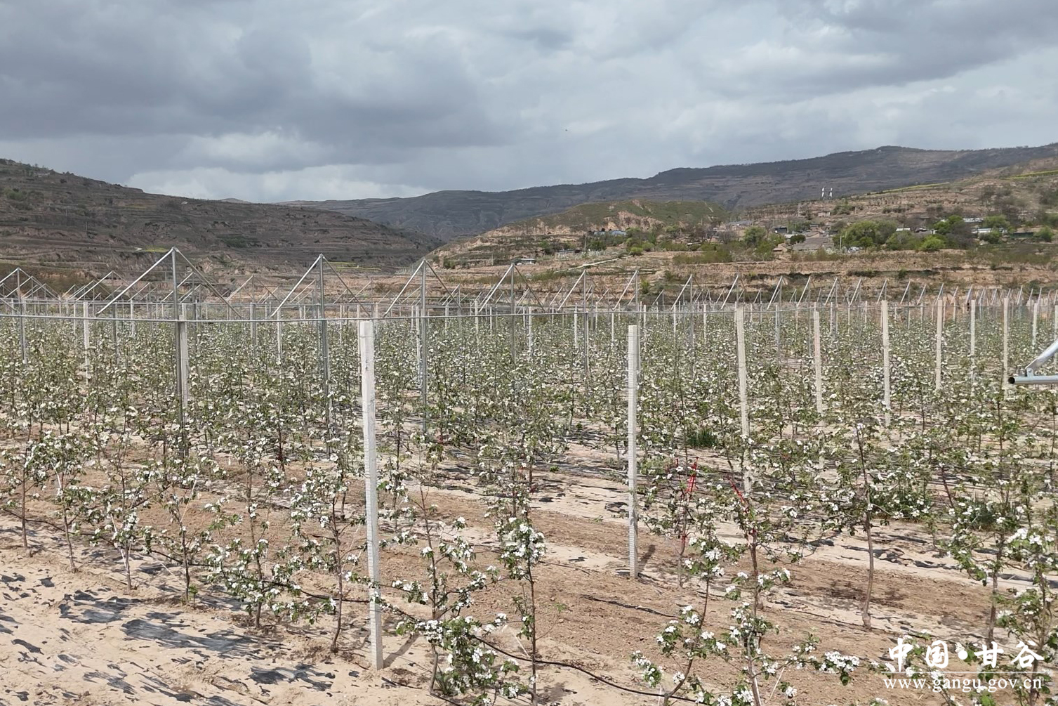 1776911081396066135.jpg 1776911081396066135.jpg