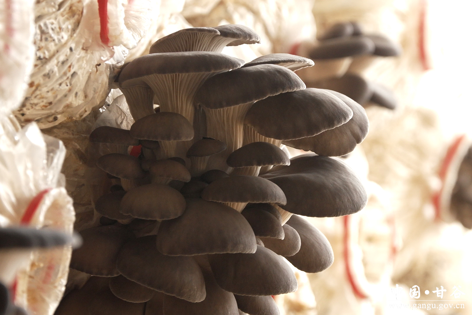 1769503544518006267.jpg 1769503544518006267.jpg