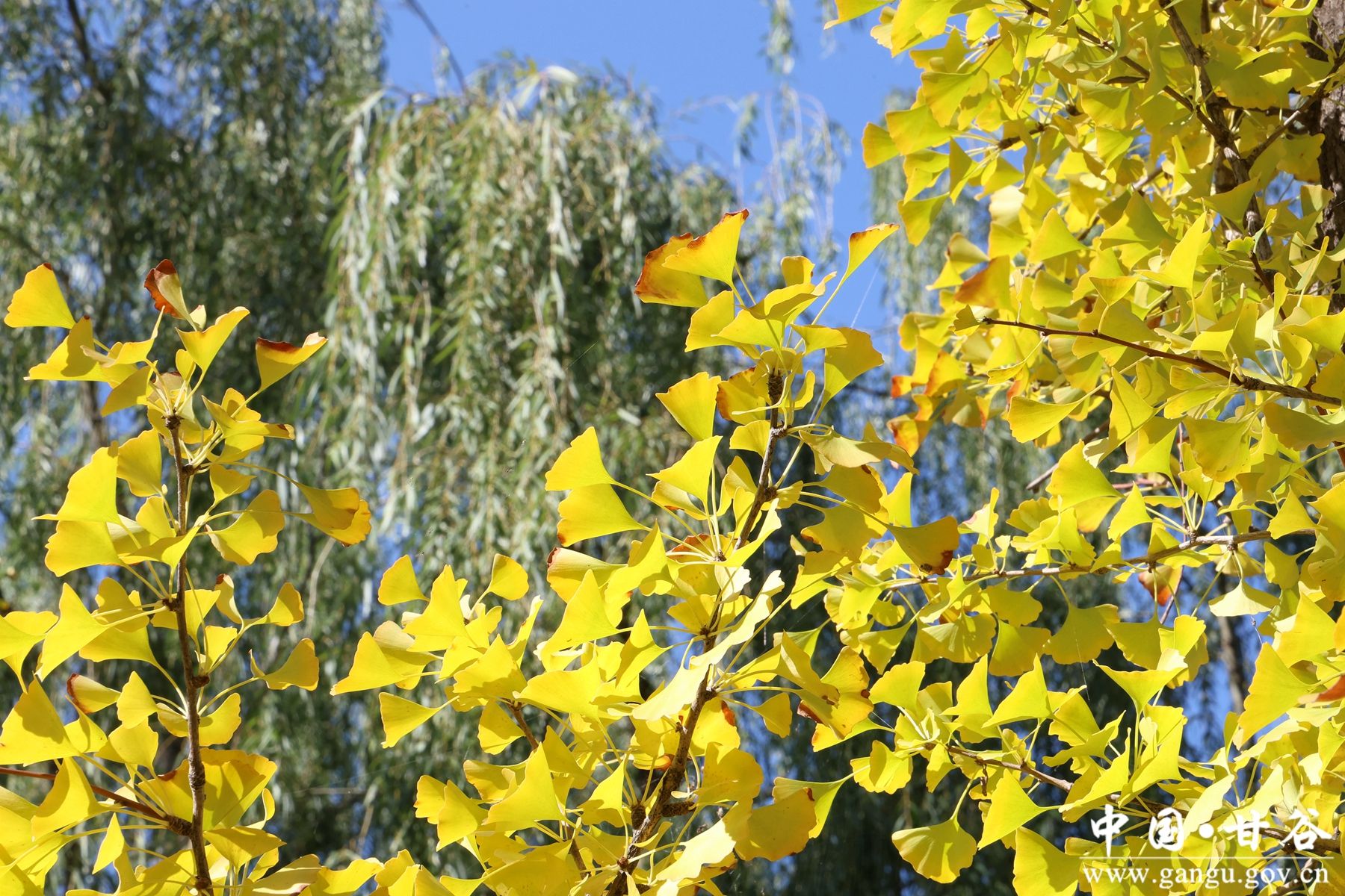 B50A1386_副本 B50A1386_副本