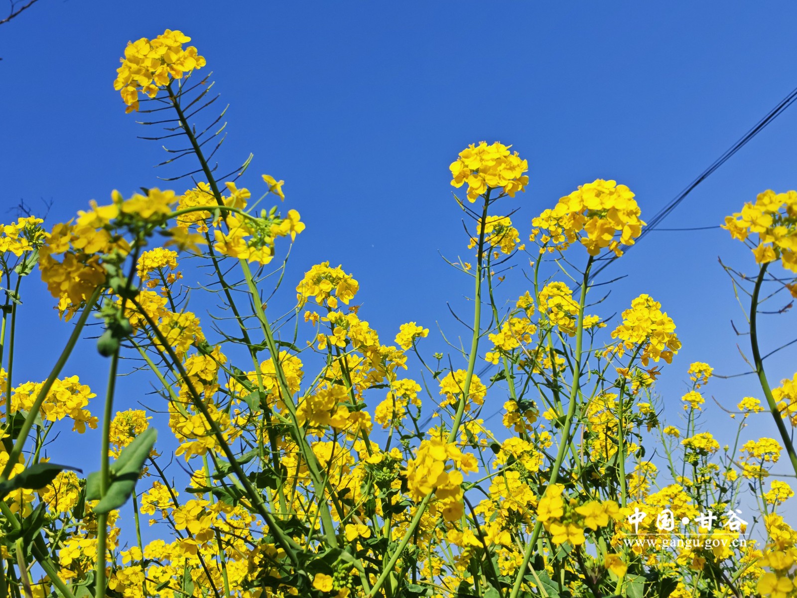 微信图片_20260417163510_68_4 微信图片_20260417163510_68_4