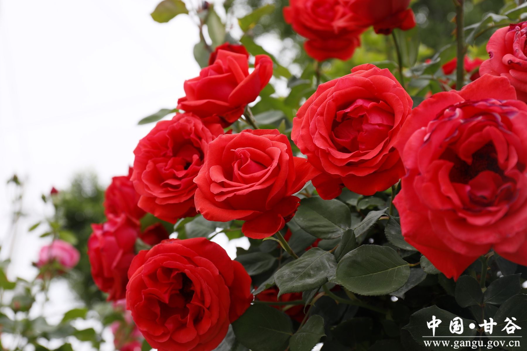 _MG_4217_副本_副本 _MG_4217_副本_副本