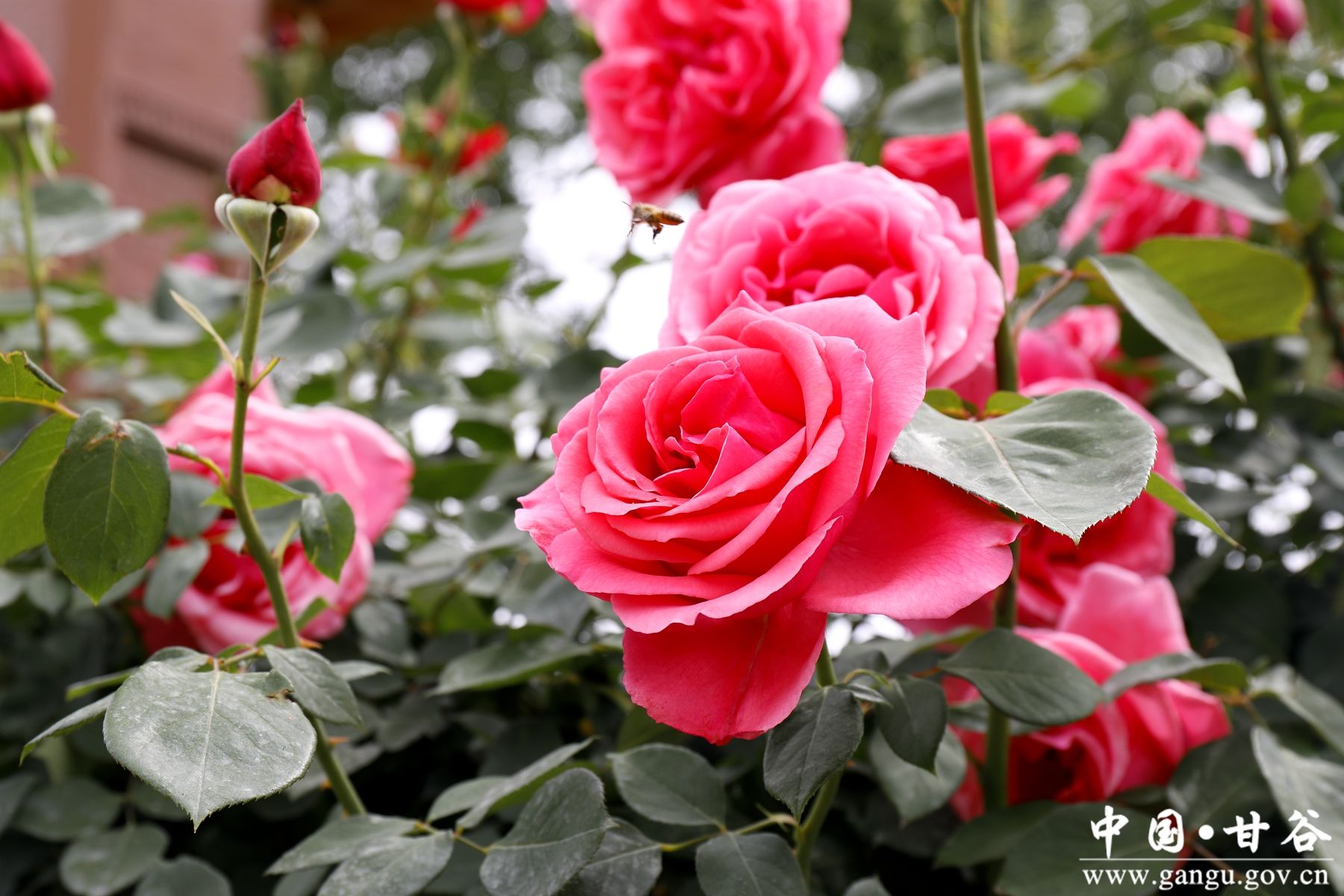 _MG_4213_副本_副本 _MG_4213_副本_副本