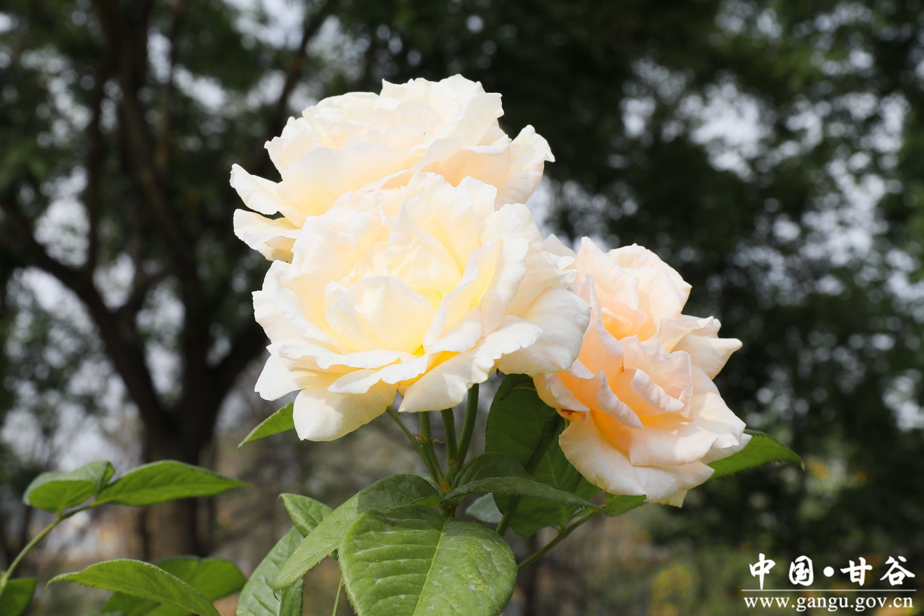 _MG_4037_副本_副本 _MG_4037_副本_副本