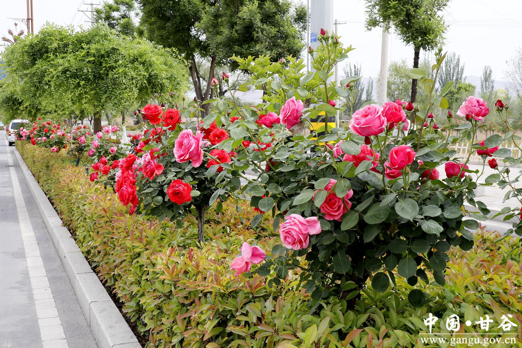 _MG_4164_副本_副本 _MG_4164_副本_副本