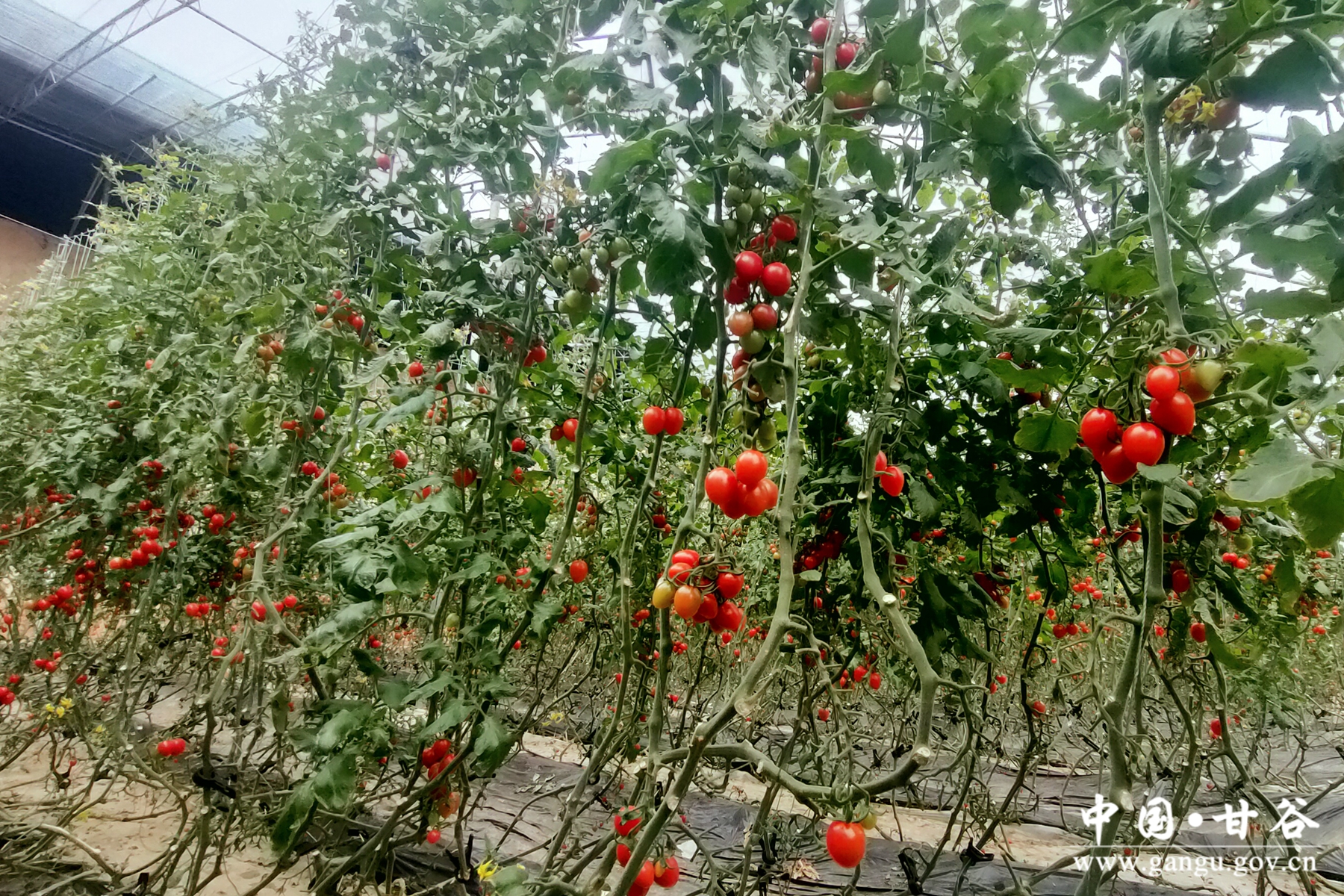 微信图片_20240305100626 微信图片_20240305100626