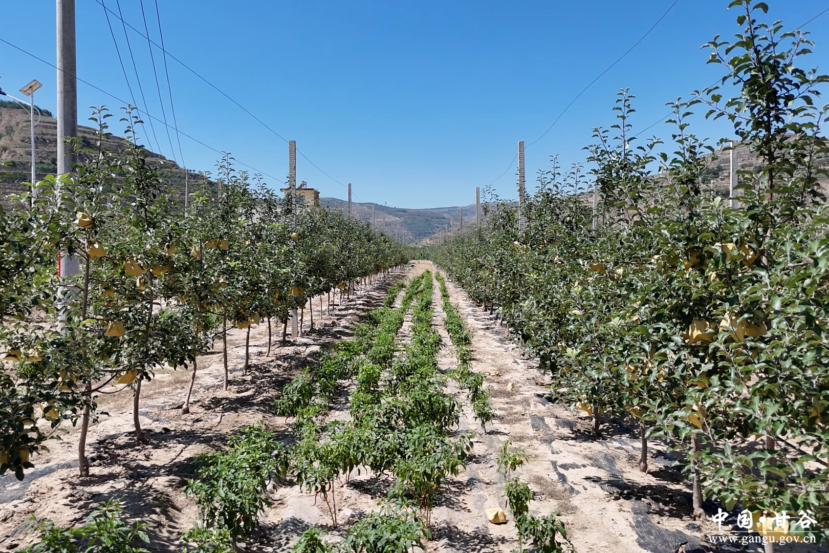 1755074550175028995.jpg 1755074550175028995.jpg