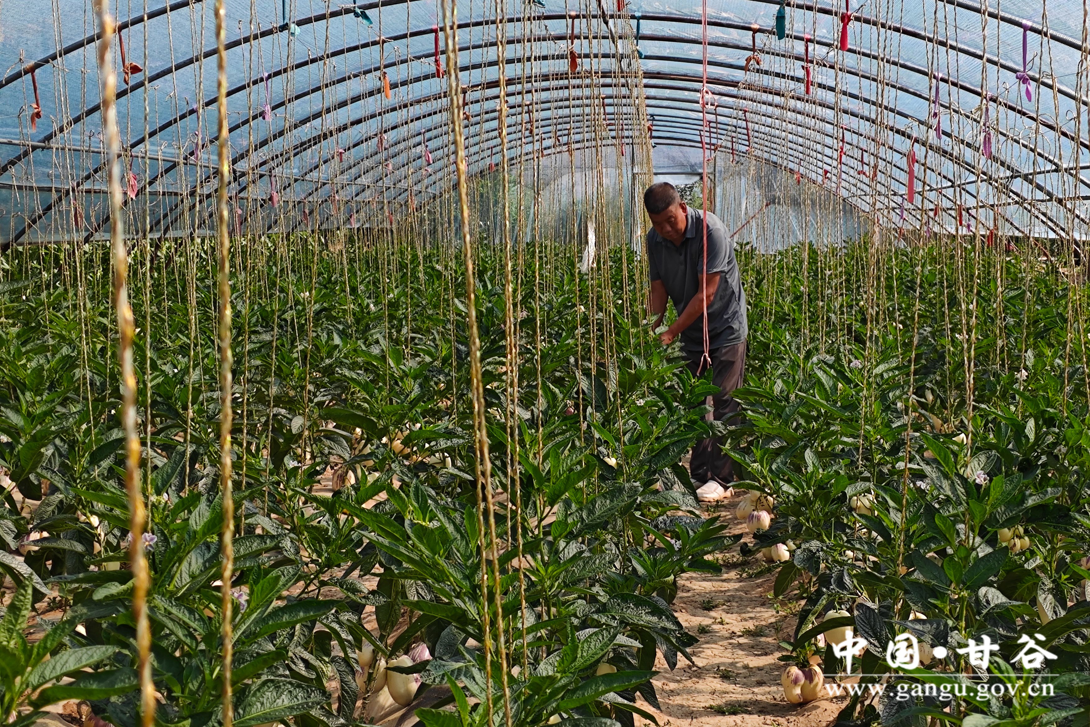 1719912355726013039.jpg 1719912355726013039.jpg