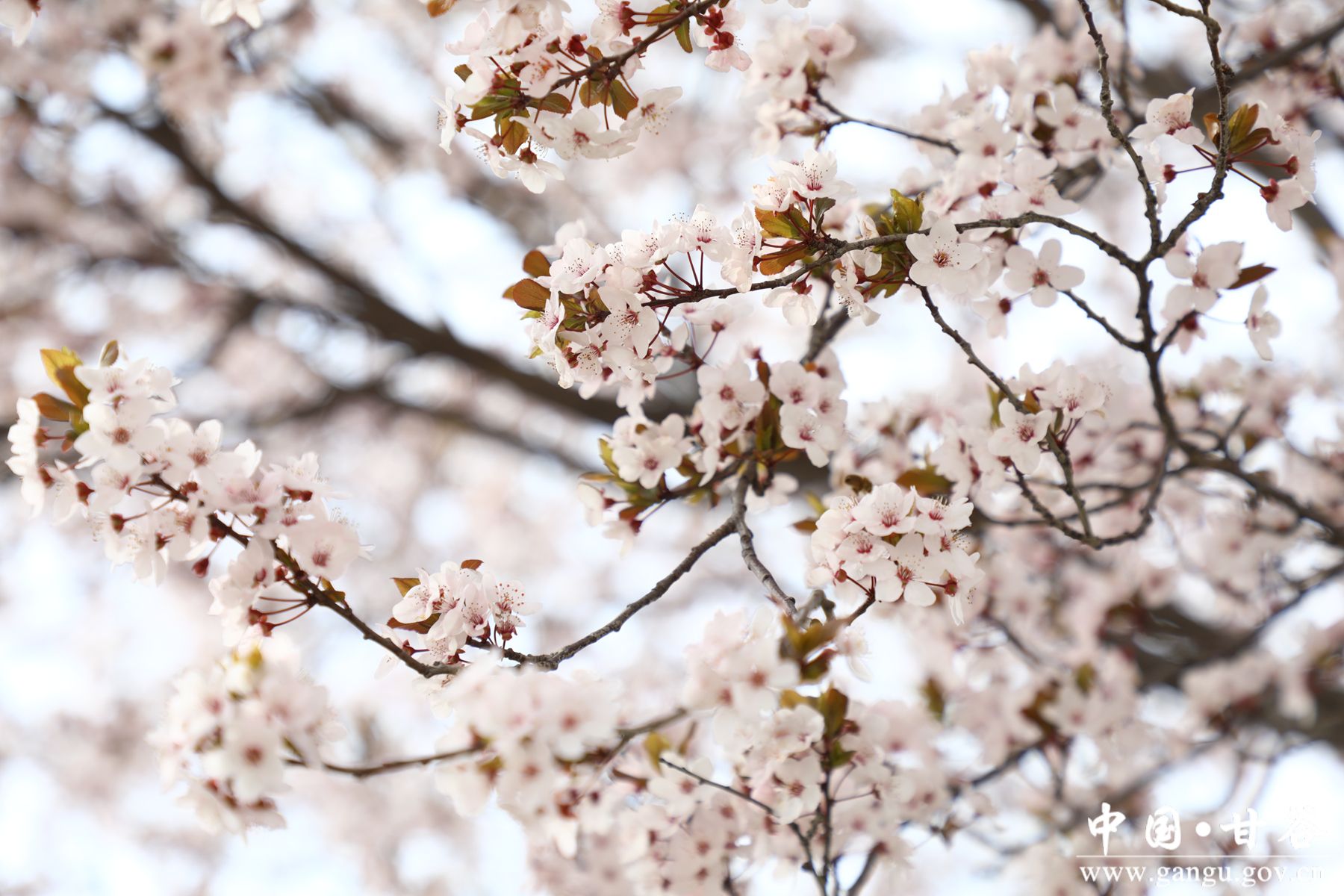 02a8ee6ed4428429c5fde35163ec5b2_副本 02a8ee6ed4428429c5fde35163ec5b2_副本