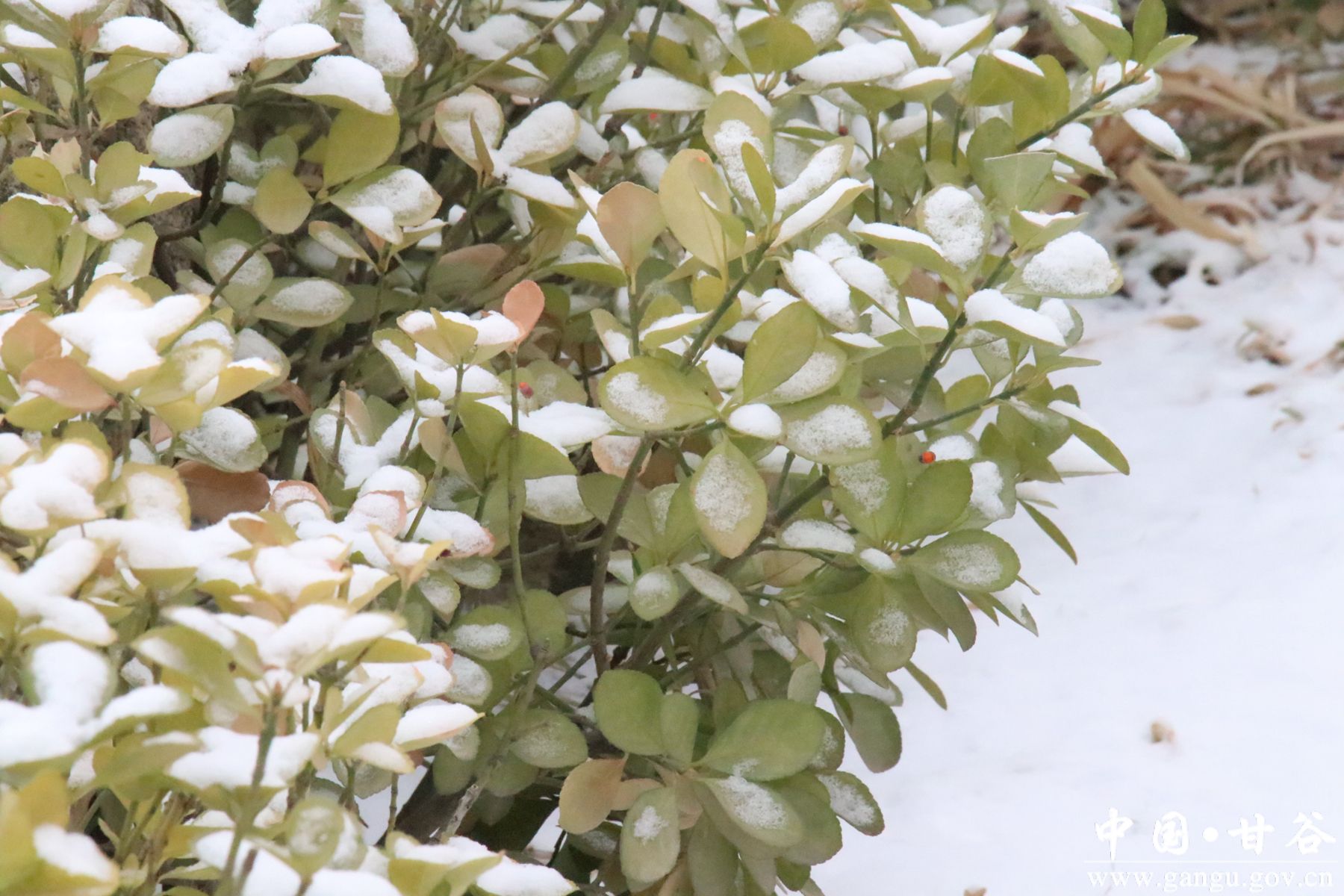 IMG_3908_副本 IMG_3908_副本