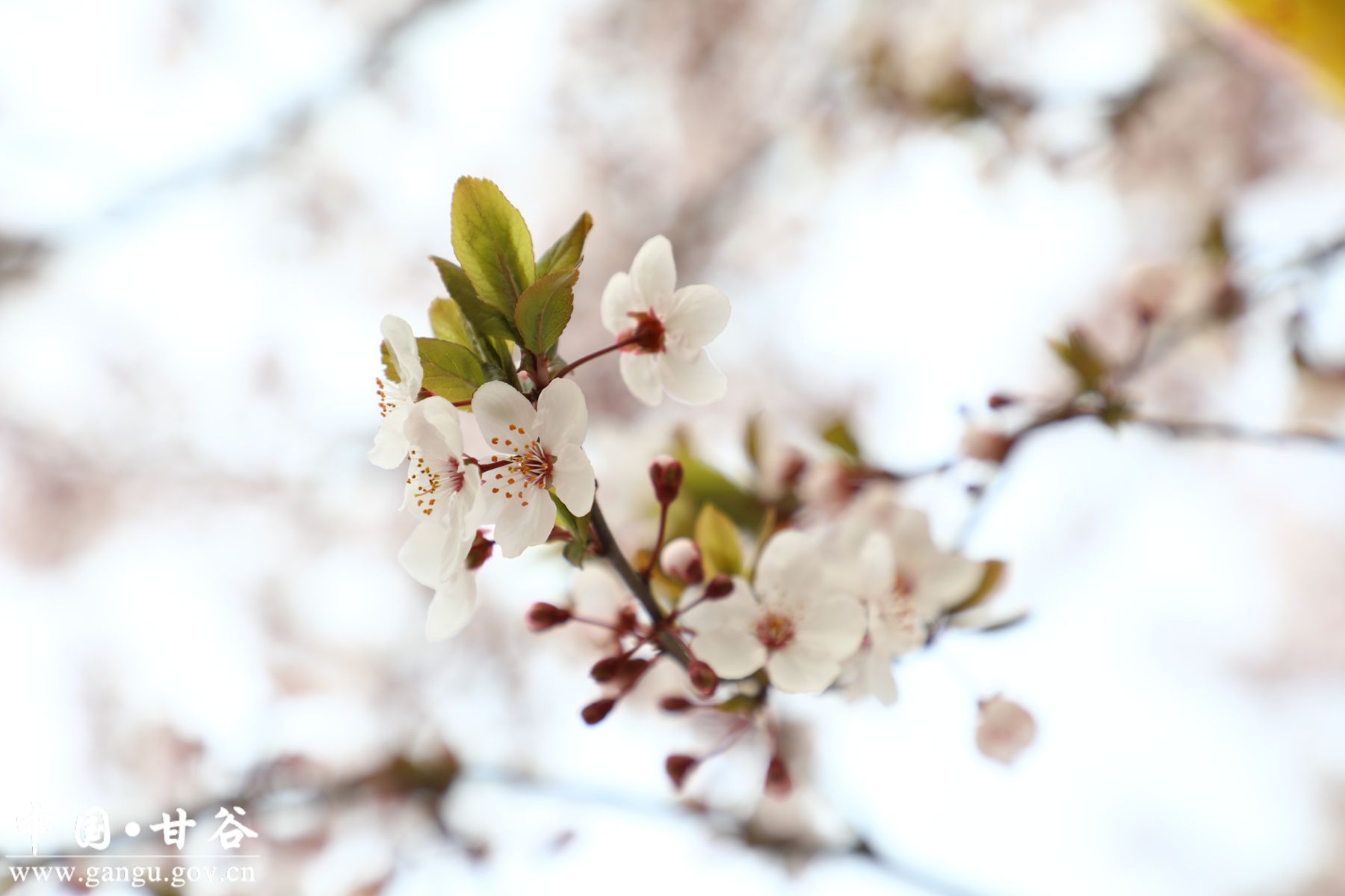 121b2775a3cfbaebecd7b6e73b4cee2_副本 121b2775a3cfbaebecd7b6e73b4cee2_副本