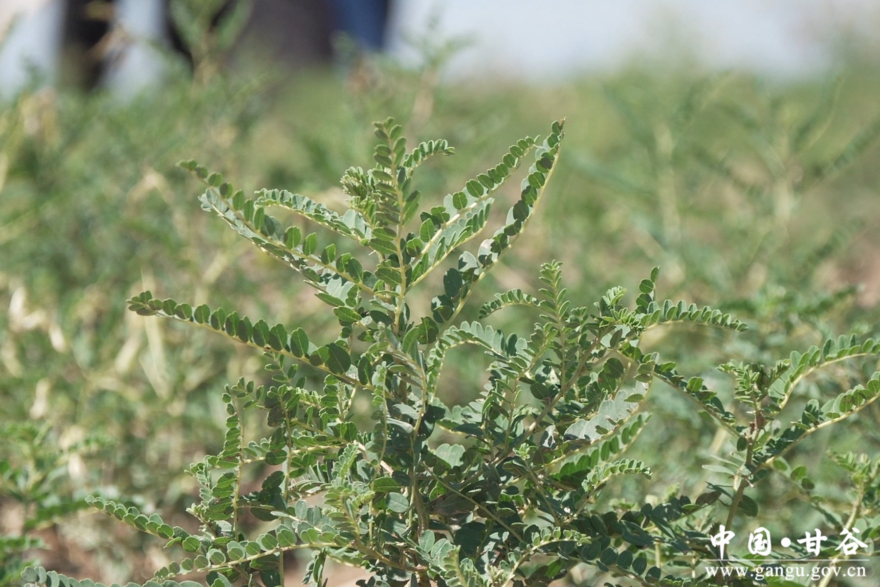 微信图片_20250630164122 微信图片_20250630164122